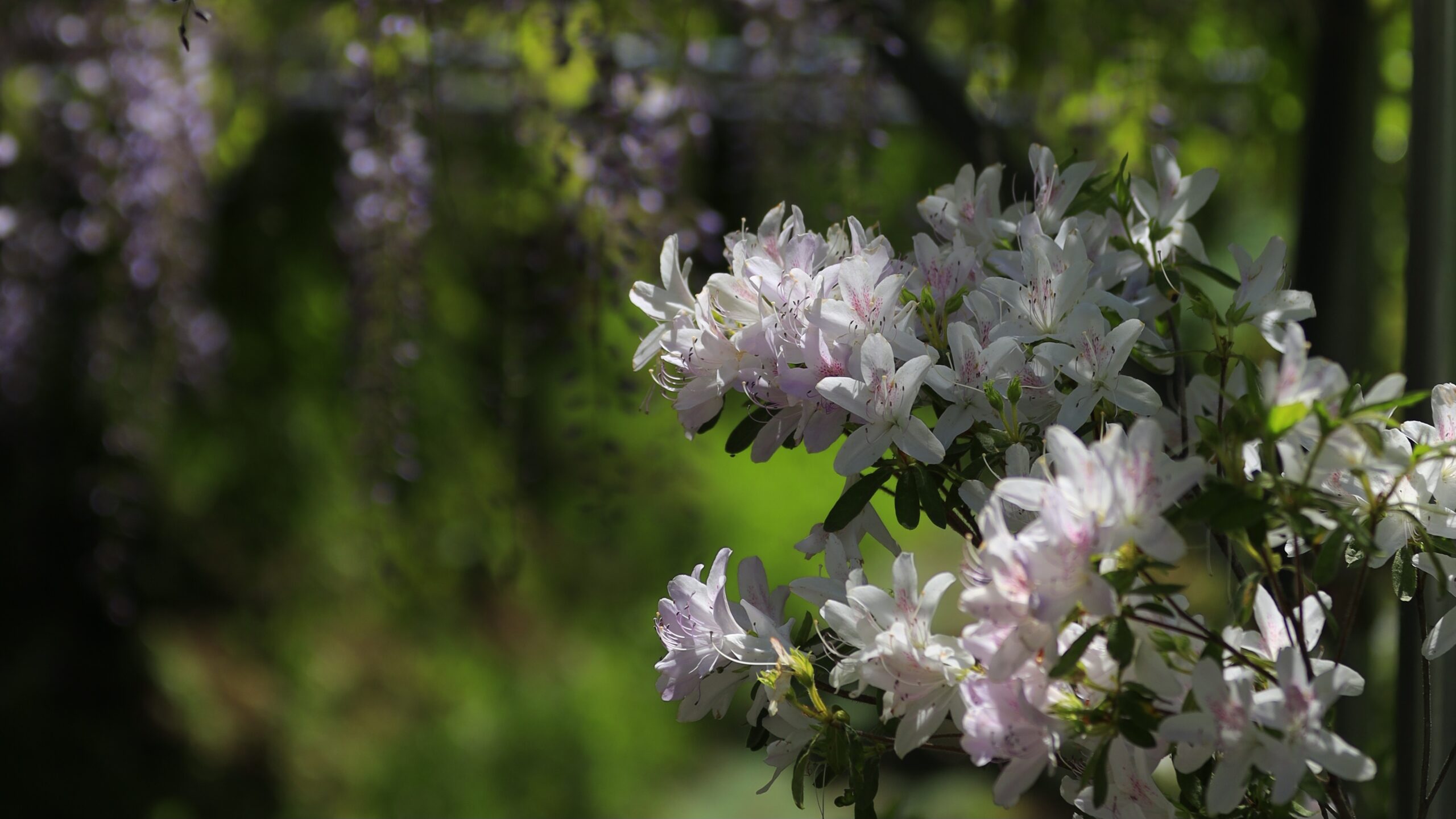 Minakami Hanamiyama｜A photo spot to enjoy the spring scenery of Hanamomo, azalea, and Suwa Gorge in Minakami Town, Gunma Prefecture