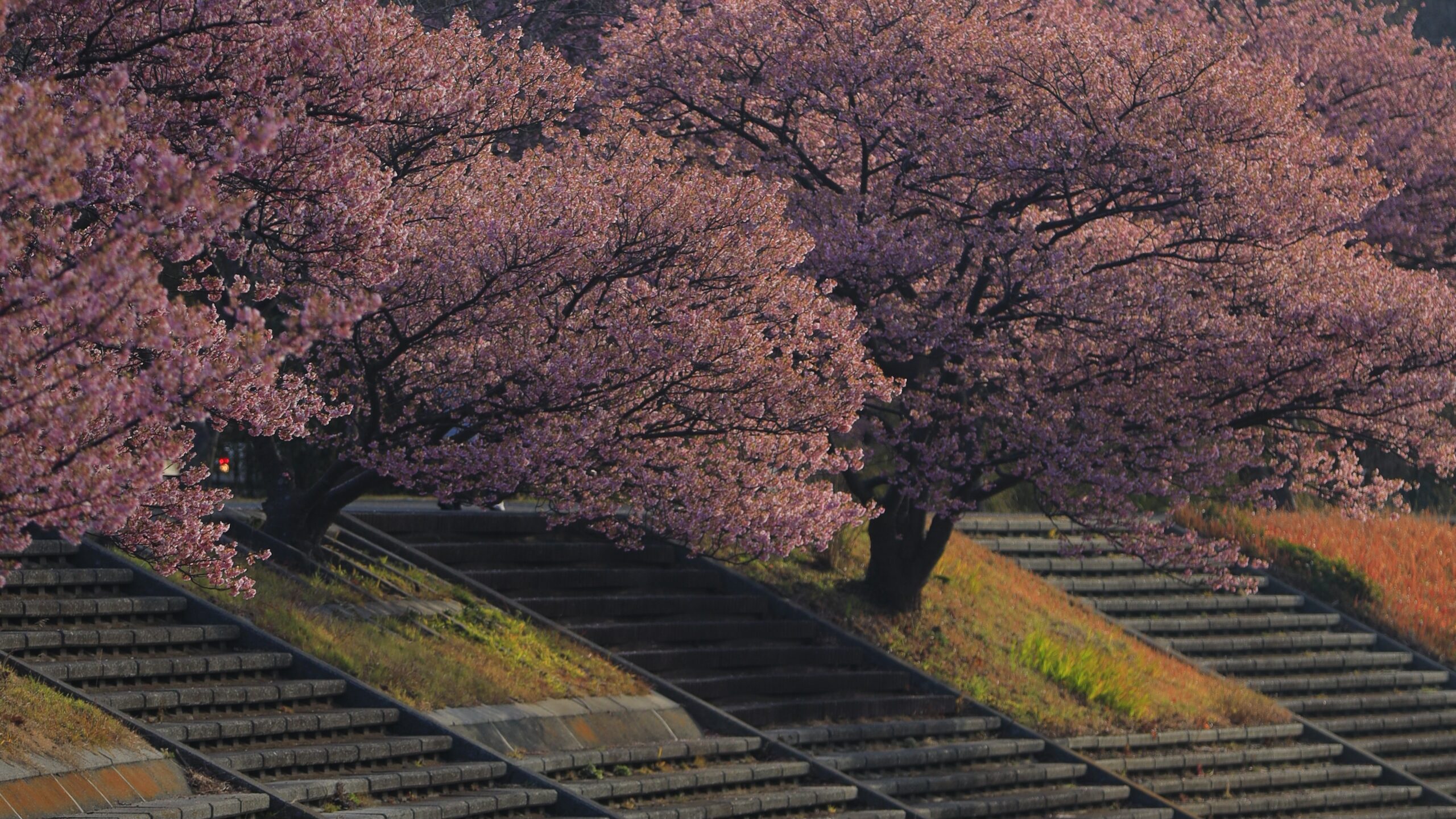 みなみの桜と菜の花まつり｜南伊豆・青野川沿いに咲く河津桜と菜の花の絶景