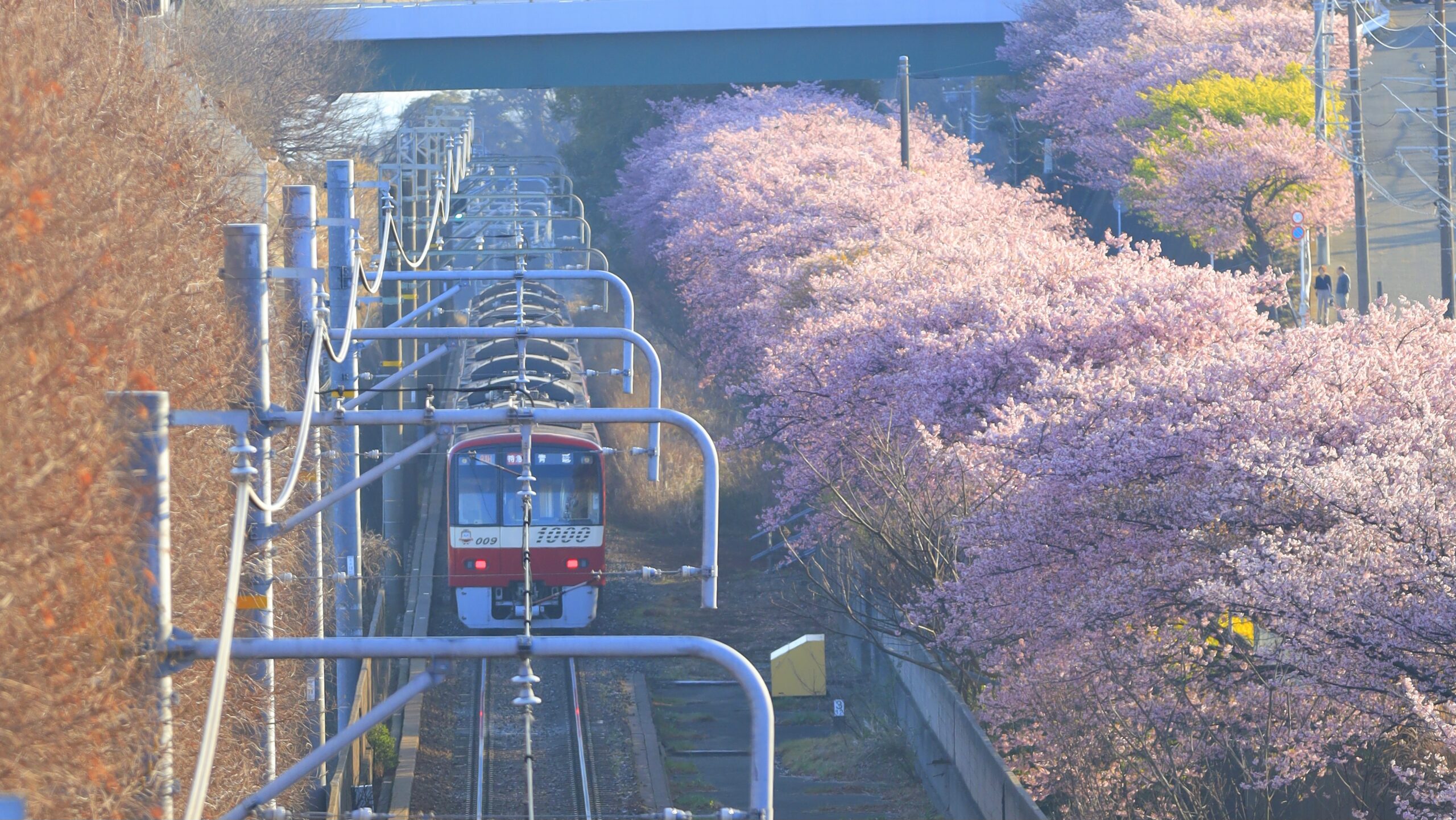 三浦海岸桜まつり