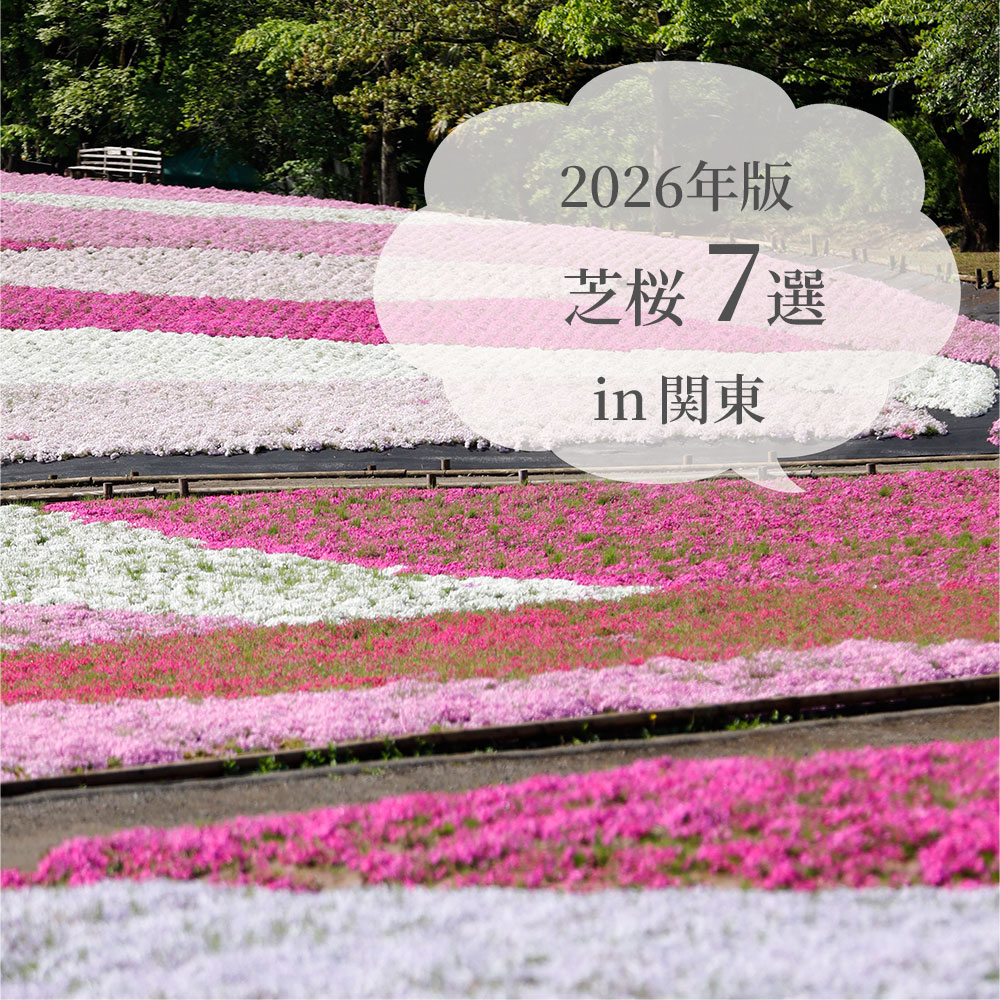 芝桜7選