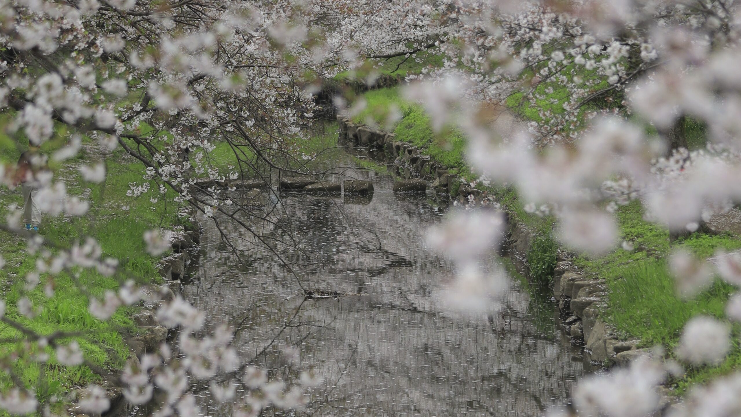 元荒川（熊谷）の桜 ｜川と桜が織りなす静かな春の風景