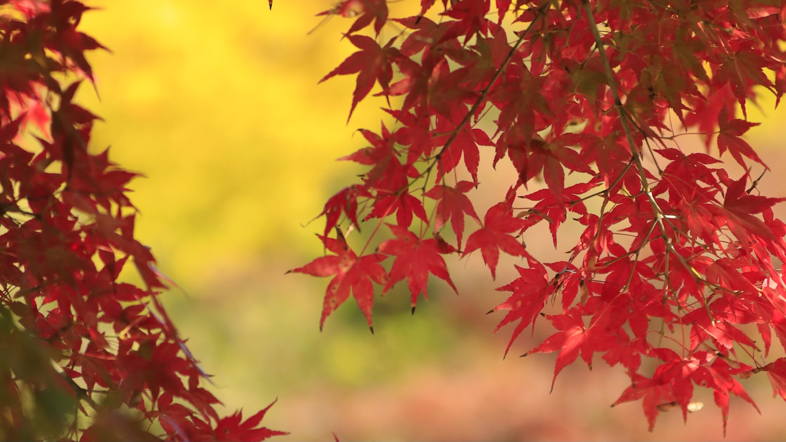 武蔵国分寺公園の絶景