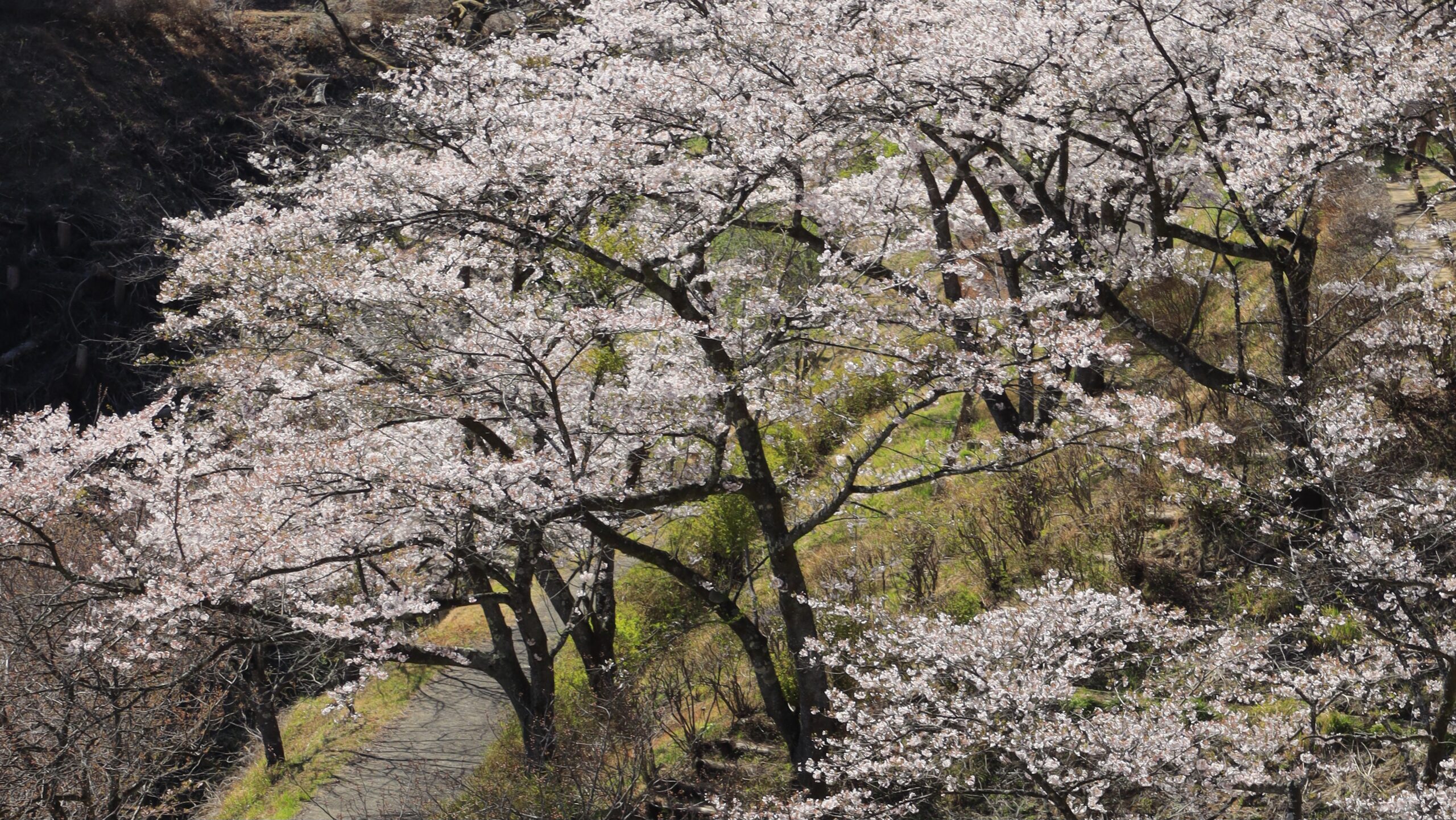 妙義山さくらの里とは 桜と奇岩が織りなす唯一無二の絶景