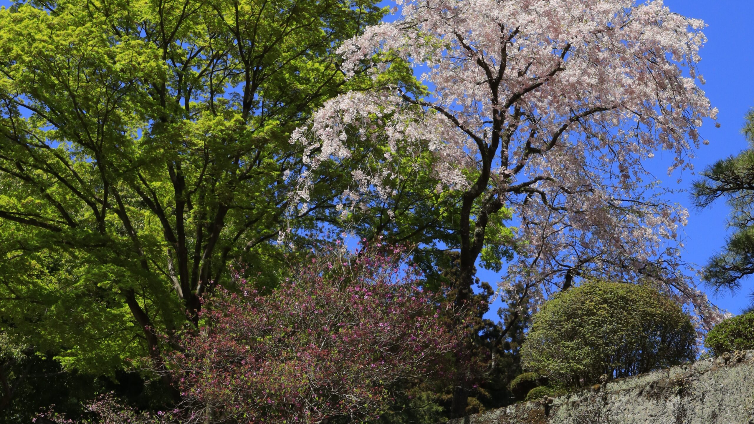 妙義神社とは 石垣と桜が美しい歴史ある神社