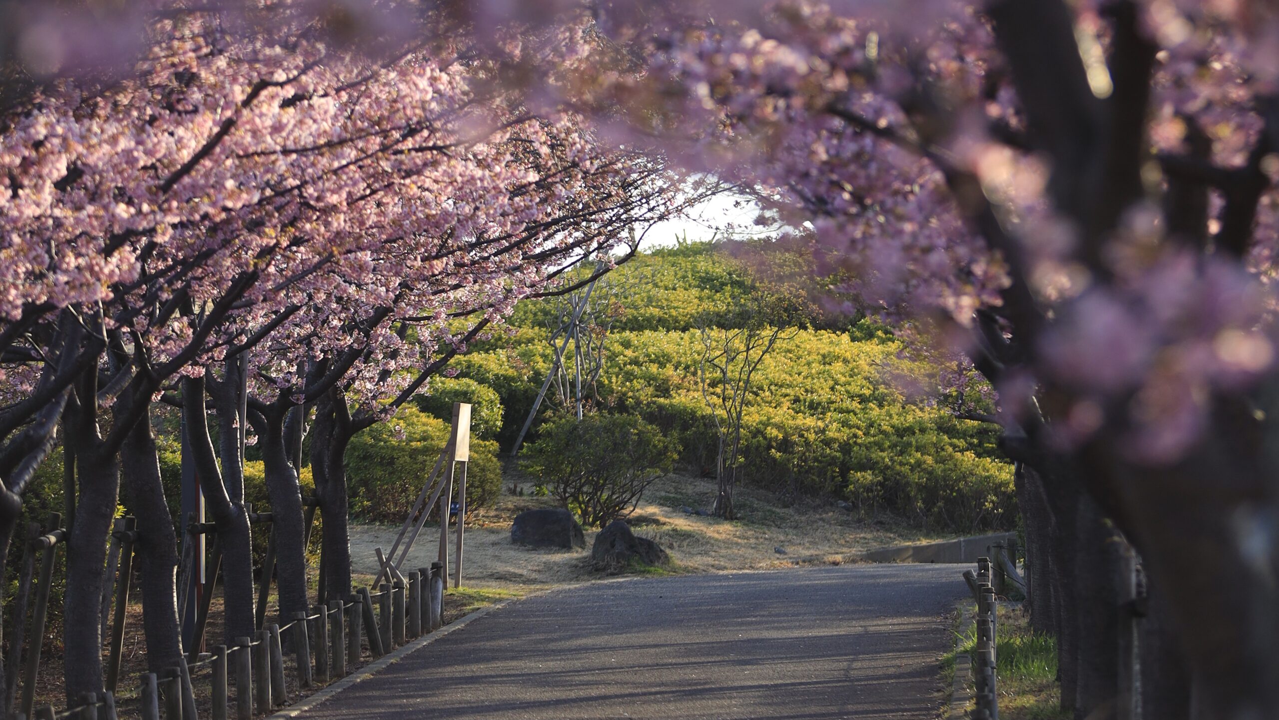 なぎさ公園｜河津桜とメジロが彩る春散策
