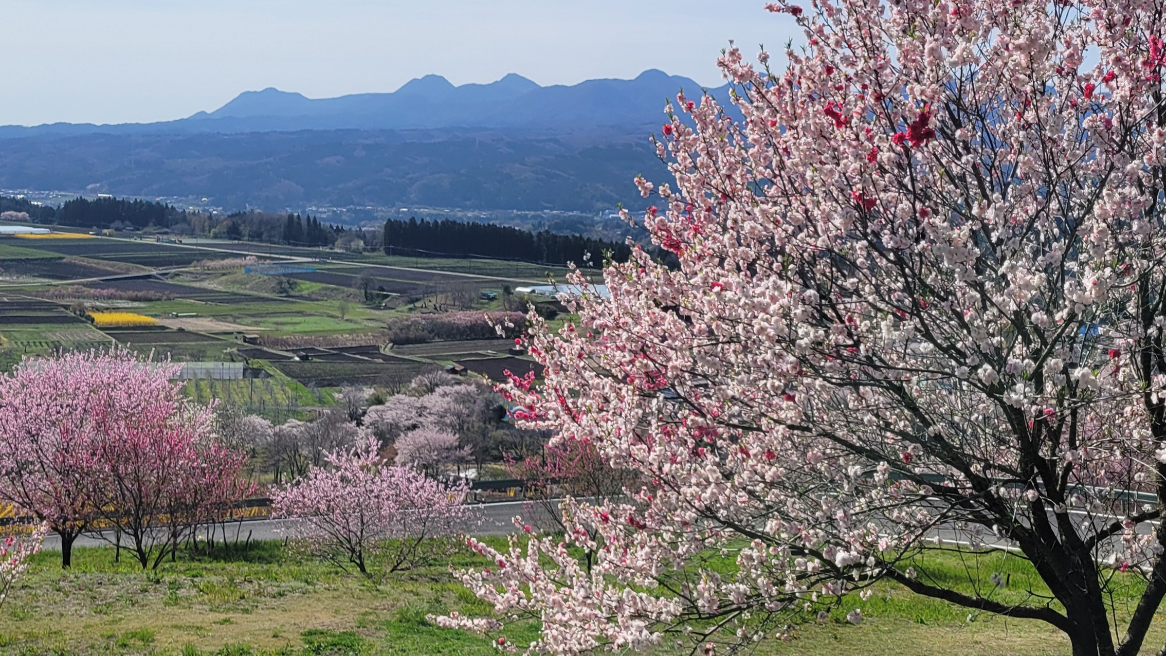 中之条ガーデンズ花桃の丘とは 桃と桜が重なる絶景スポット