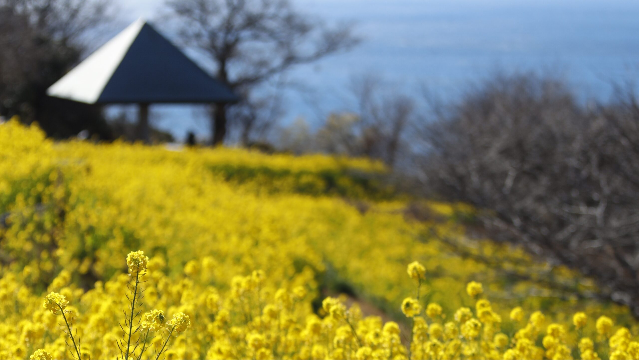 春の大地を彩る菜の花：黄金色に輝く絶景