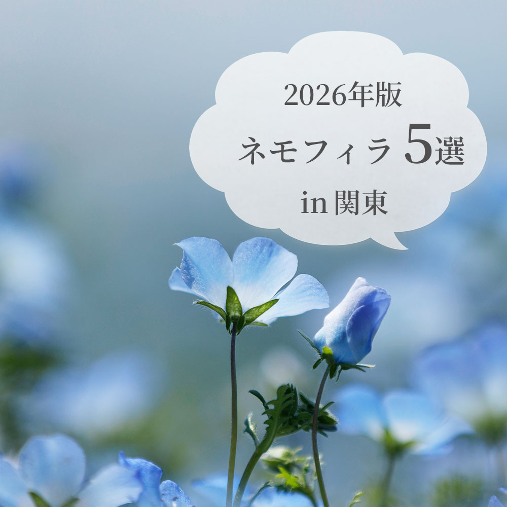 ネモフィラ5選