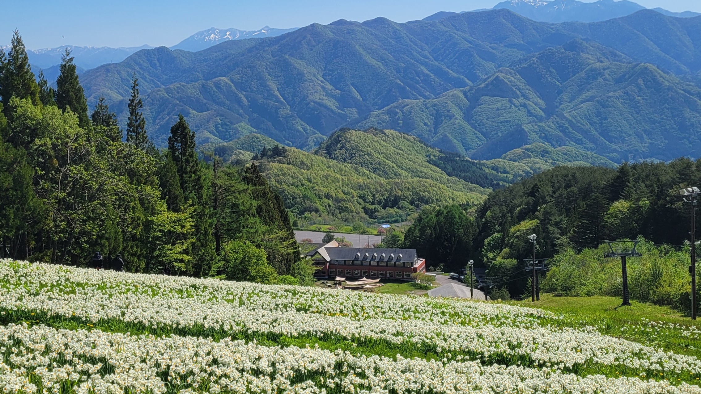 Norn Minakami Flower Garden｜A spring photo spot to enjoy daffodils and highland scenery in Minakami Town, Gunma Prefecture