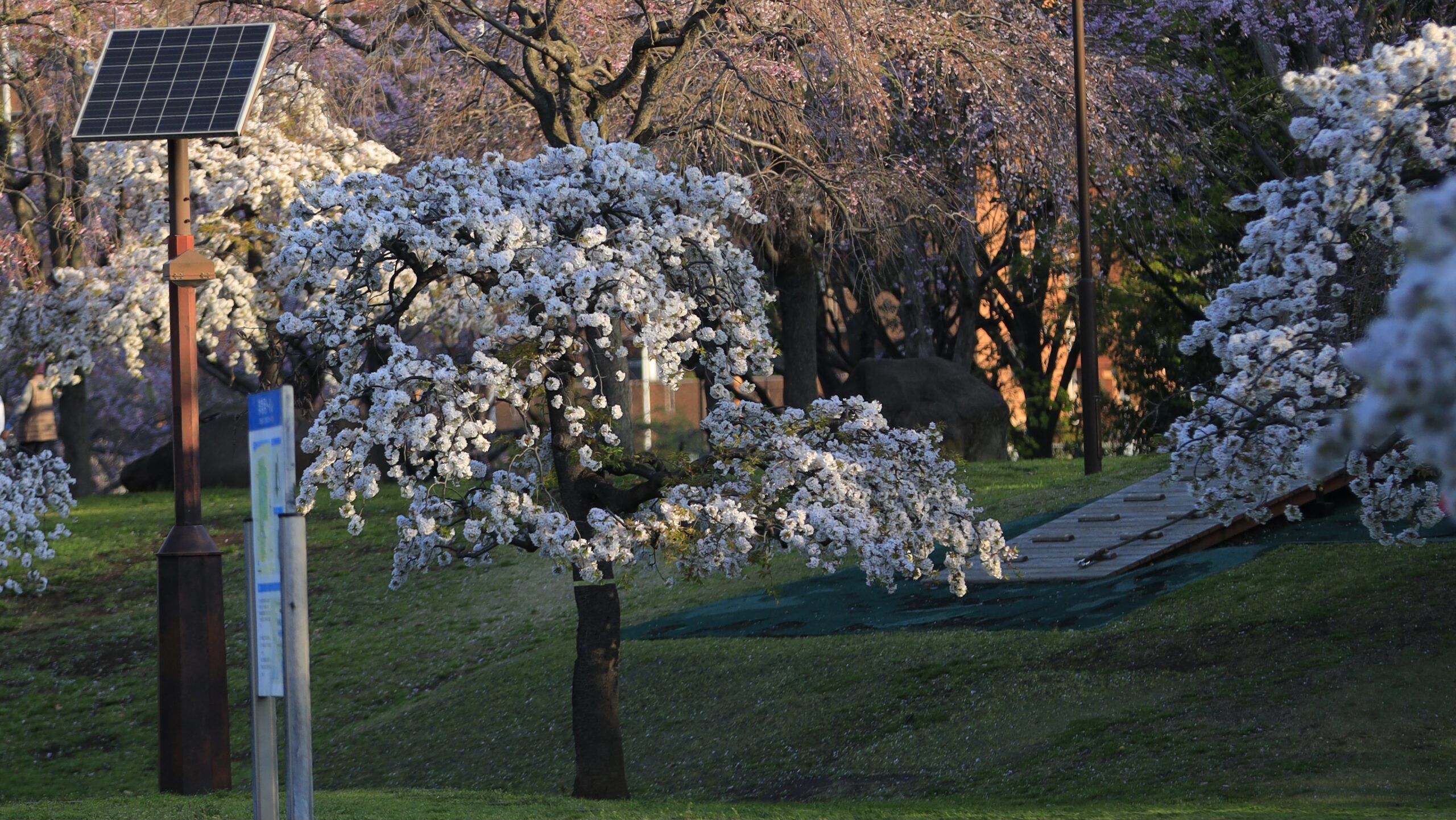 尾久の原公園の桜 ｜早朝の光と枝垂れ桜が美しい穴場スポット