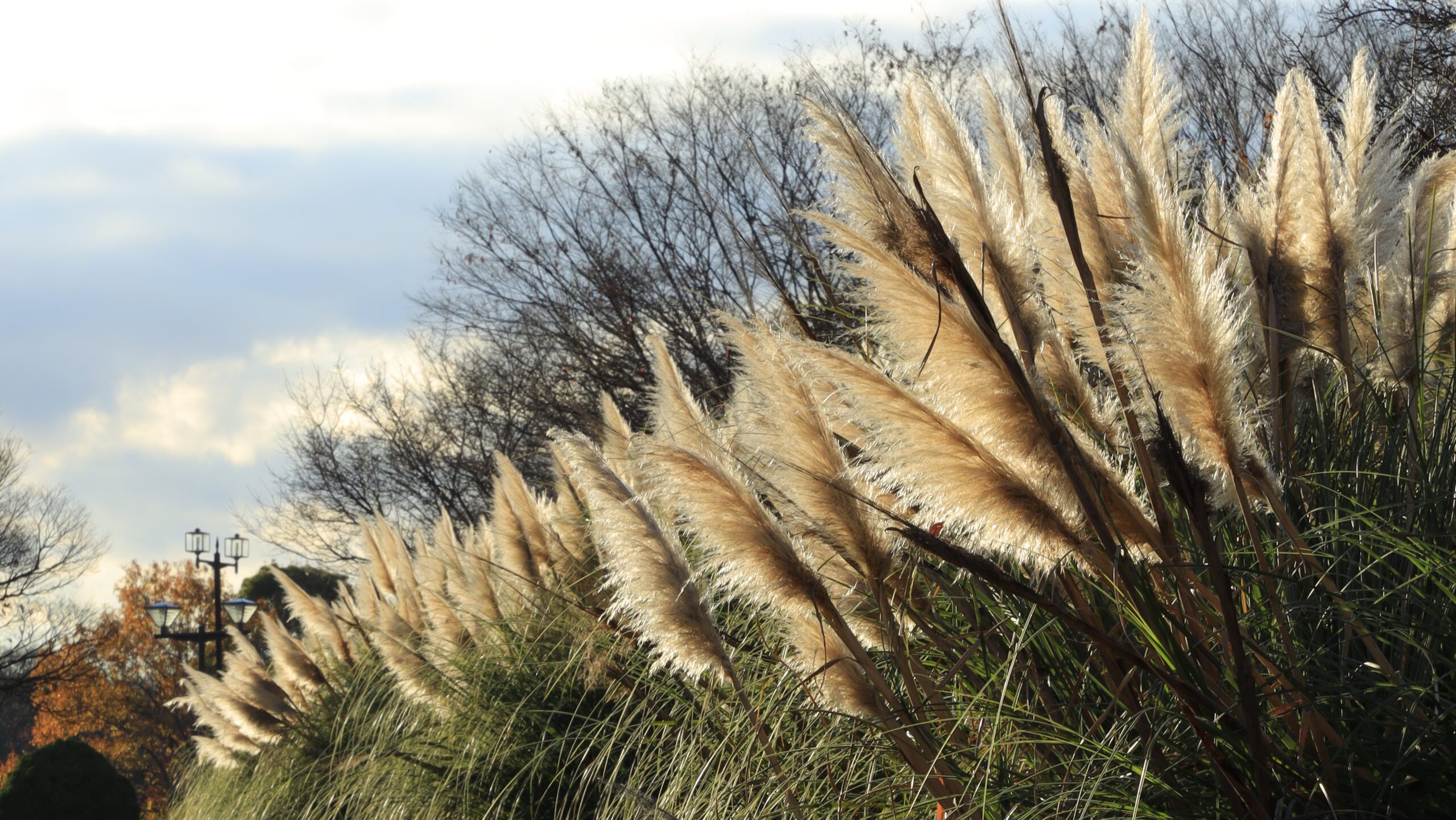 Pampas grass