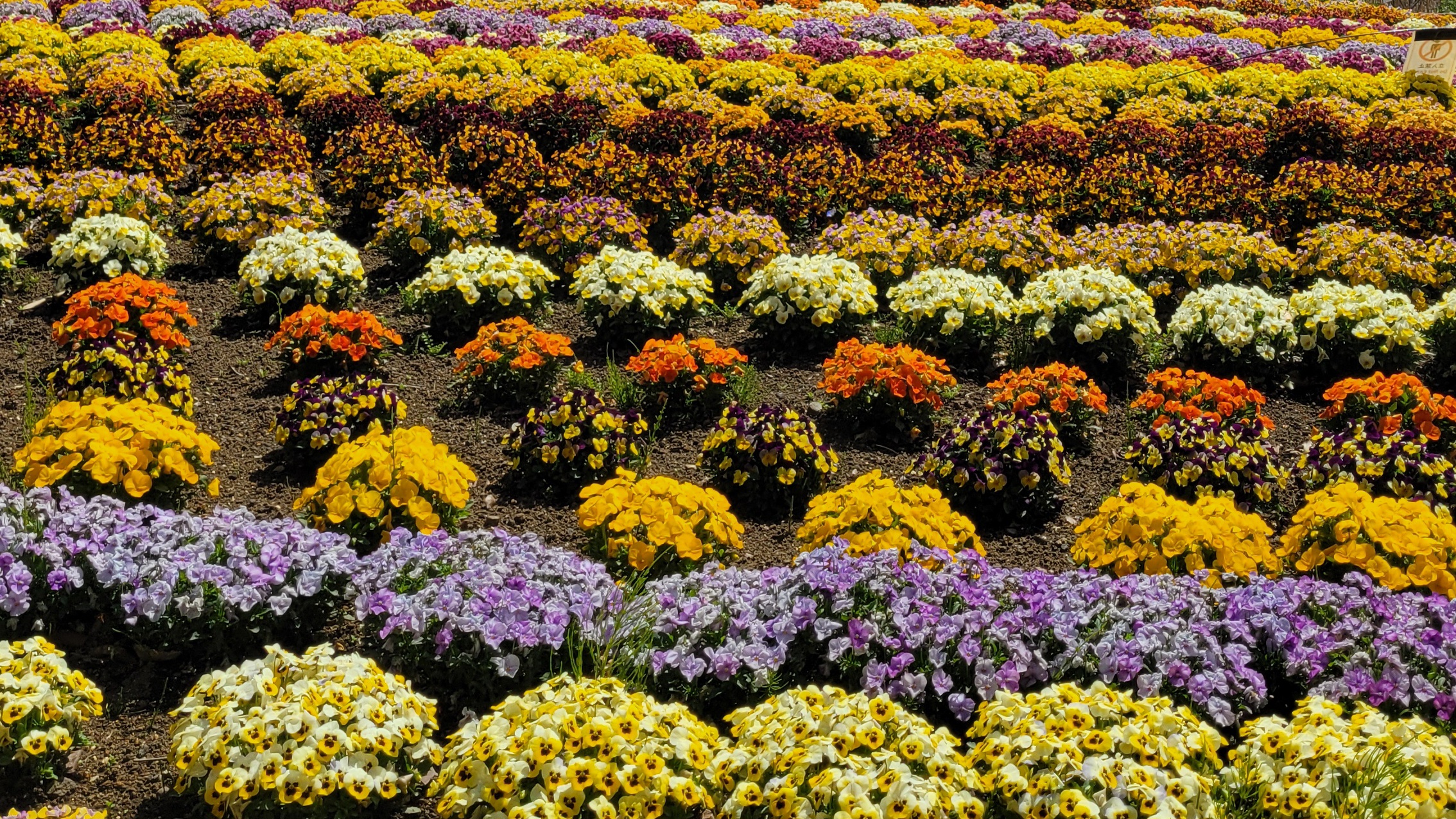 パンジーのある風景｜カラフルな花がつくる春のワンシーン