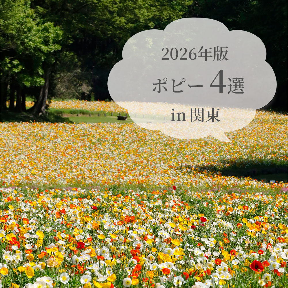関東ポピー４選