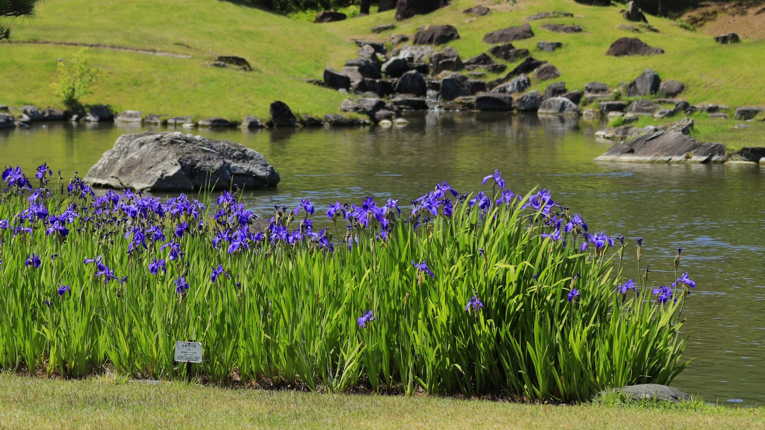 楽山園のカキツバタと睡蓮｜群馬・甘楽町で楽しむ初夏の日本庭園風景