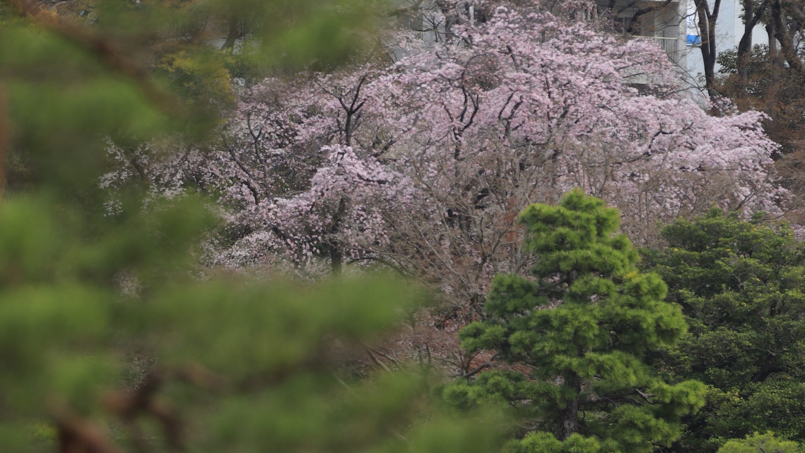 六義園｜枝垂れ桜と紅葉が映える日本庭園