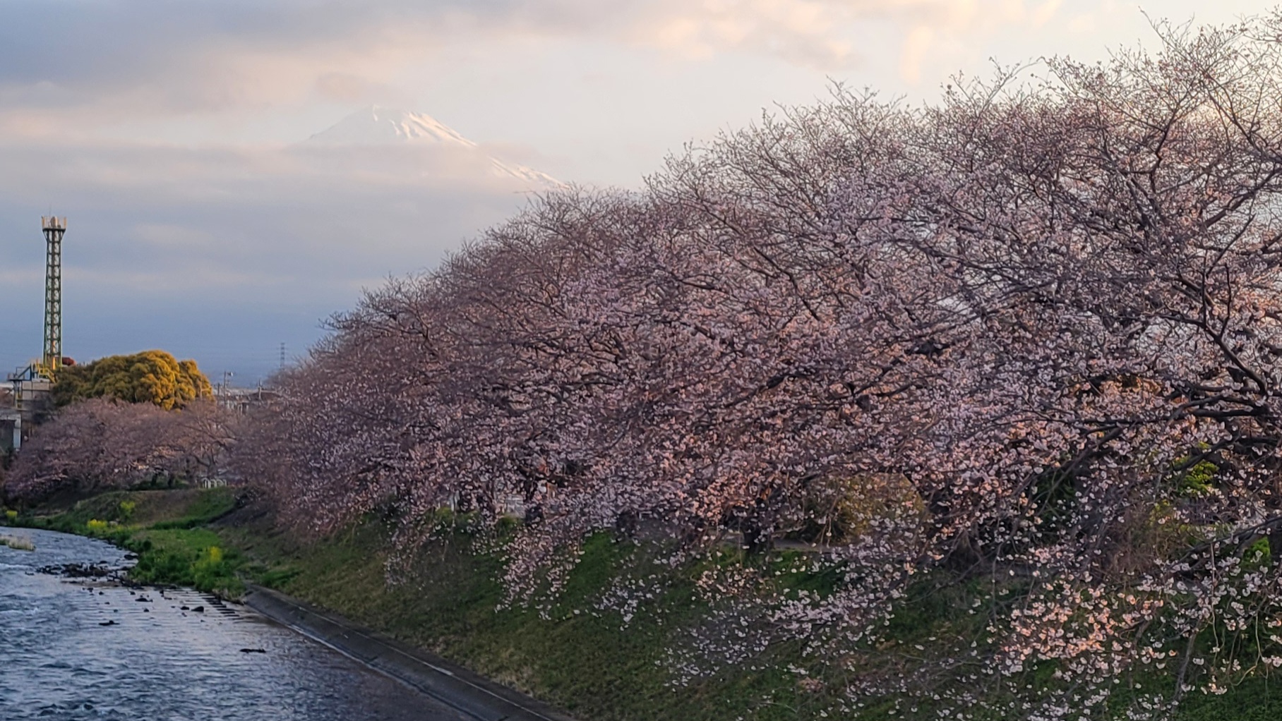 龍巌淵の桜×富士山｜朝焼けと富士山が美しい撮影スポット
