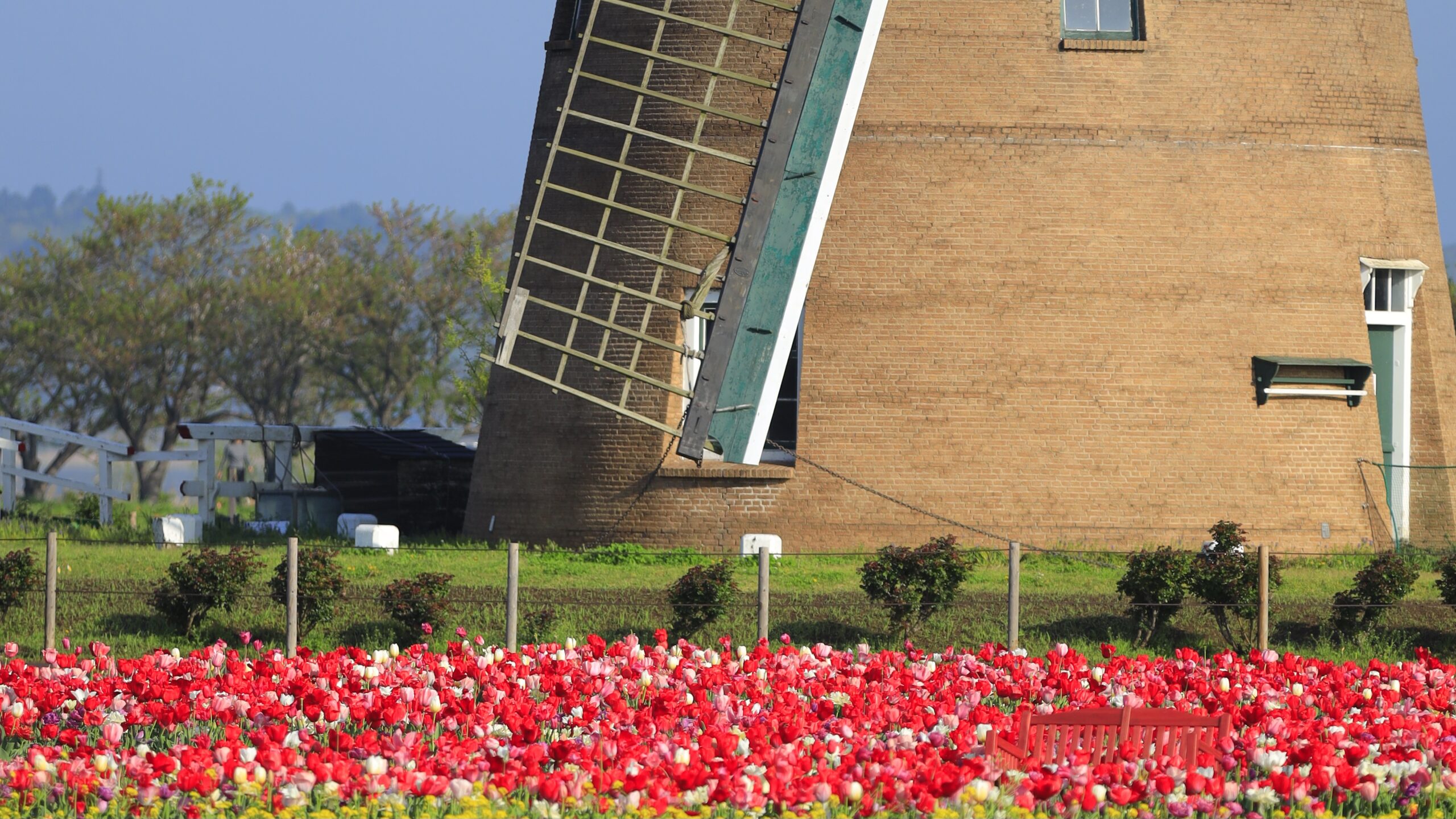 Sakura Furusato Plaza｜A superb spot to take evening shots of windmills and seasonal flowers