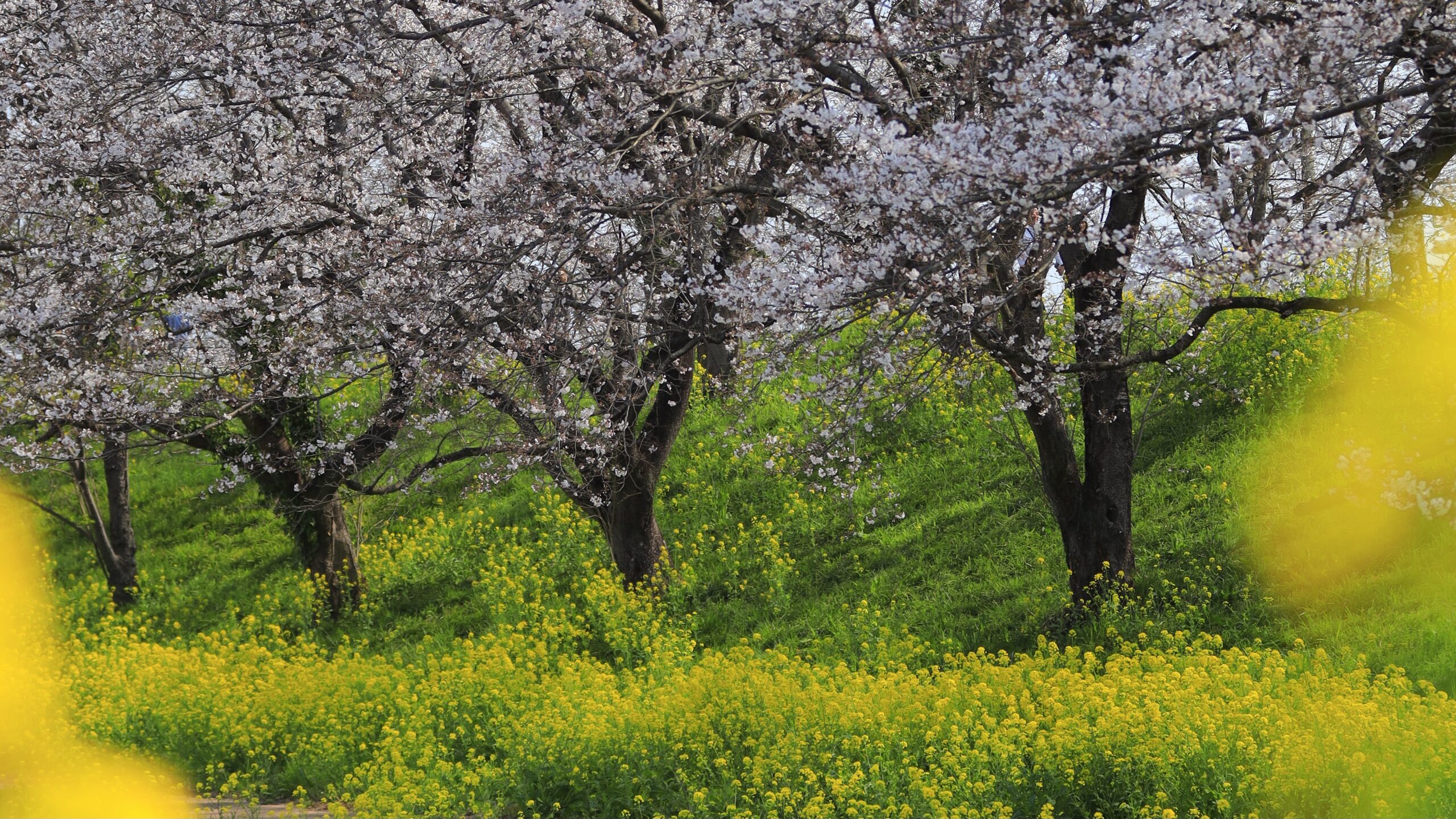 さくら堤公園｜桜と菜の花から曼殊沙華まで巡る四季の表情