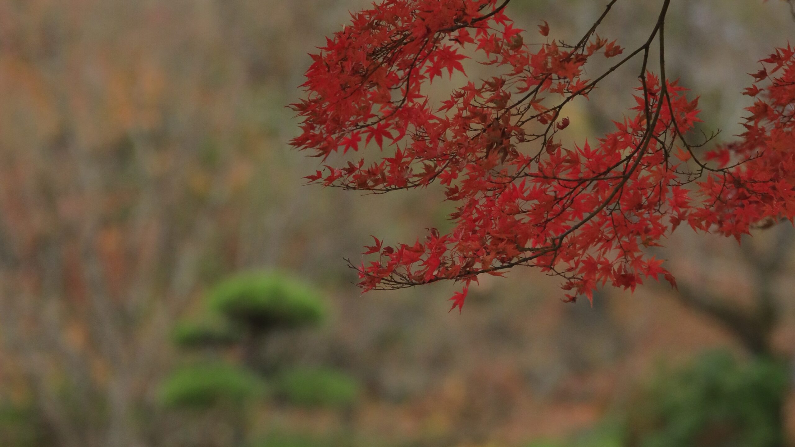 桜山公園(藤岡市)