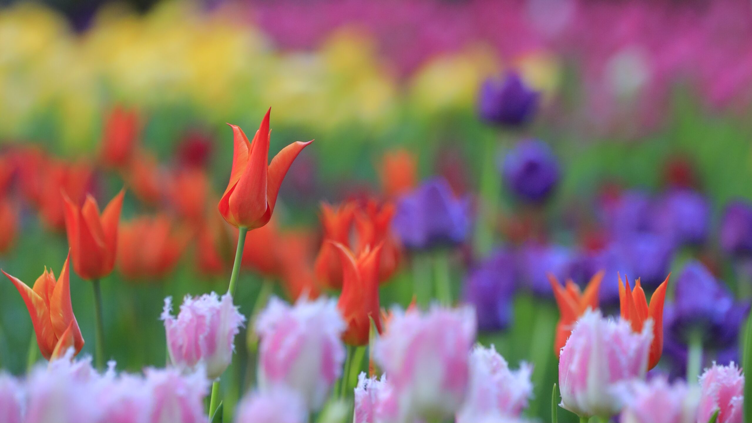 猿江恩賜公園とは チューリップが楽しめる都会の花スポット