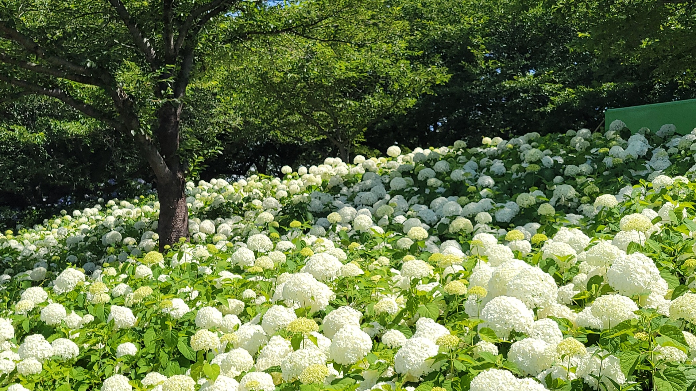 Satte Gongendo Park｜One of the best places in Kanto where cherry blossoms and rape blossoms are in full bloom
