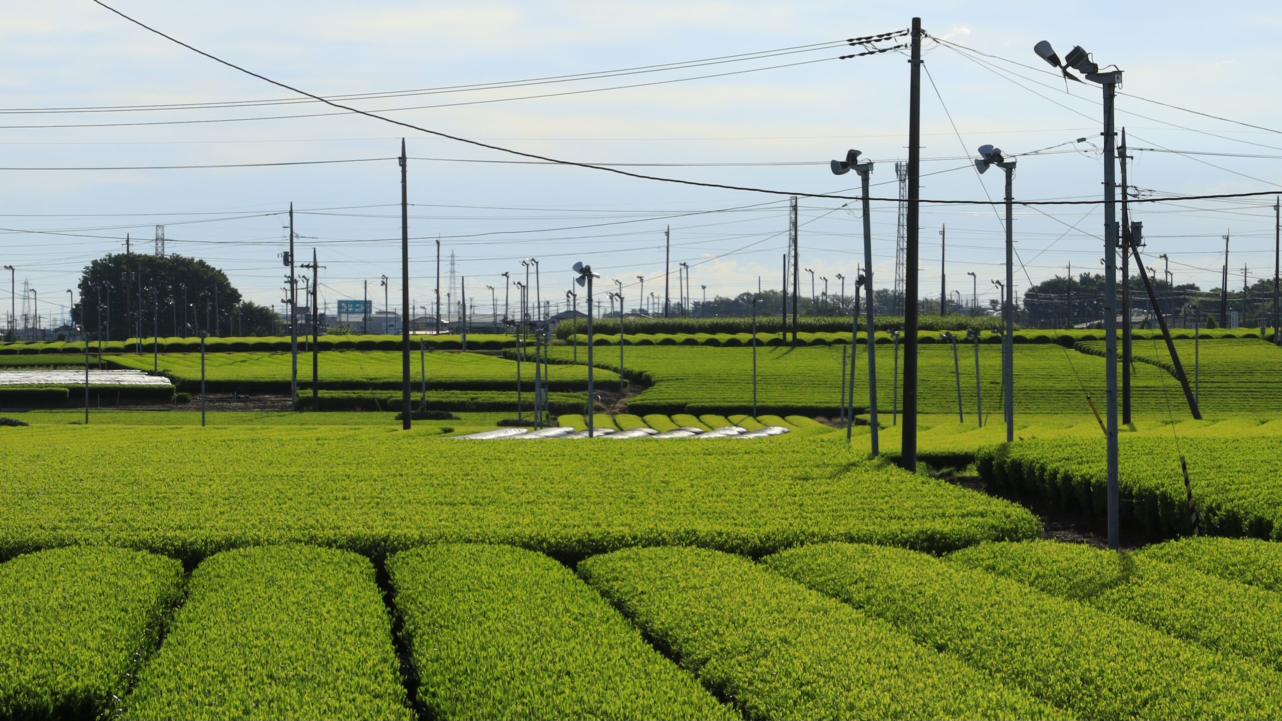 Sayama Tea Plantation and Chasabori Street｜A single road of tea plantation spreading in Iruma City and green scenery to photograph early in the morning.