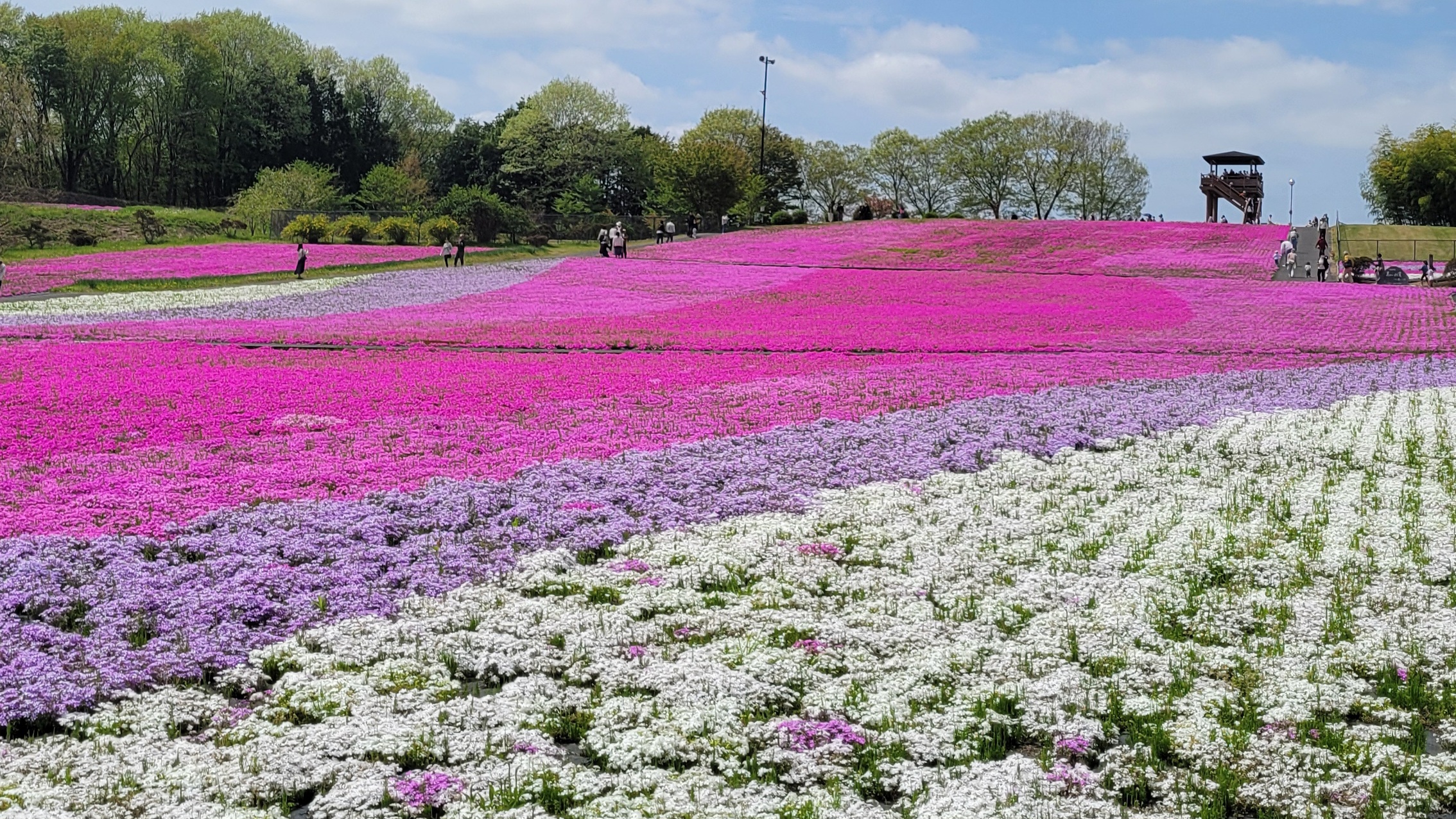 市貝町芝ざくら公園の芝桜｜丘一面に広がる春色の絨毯と空のコントラスト