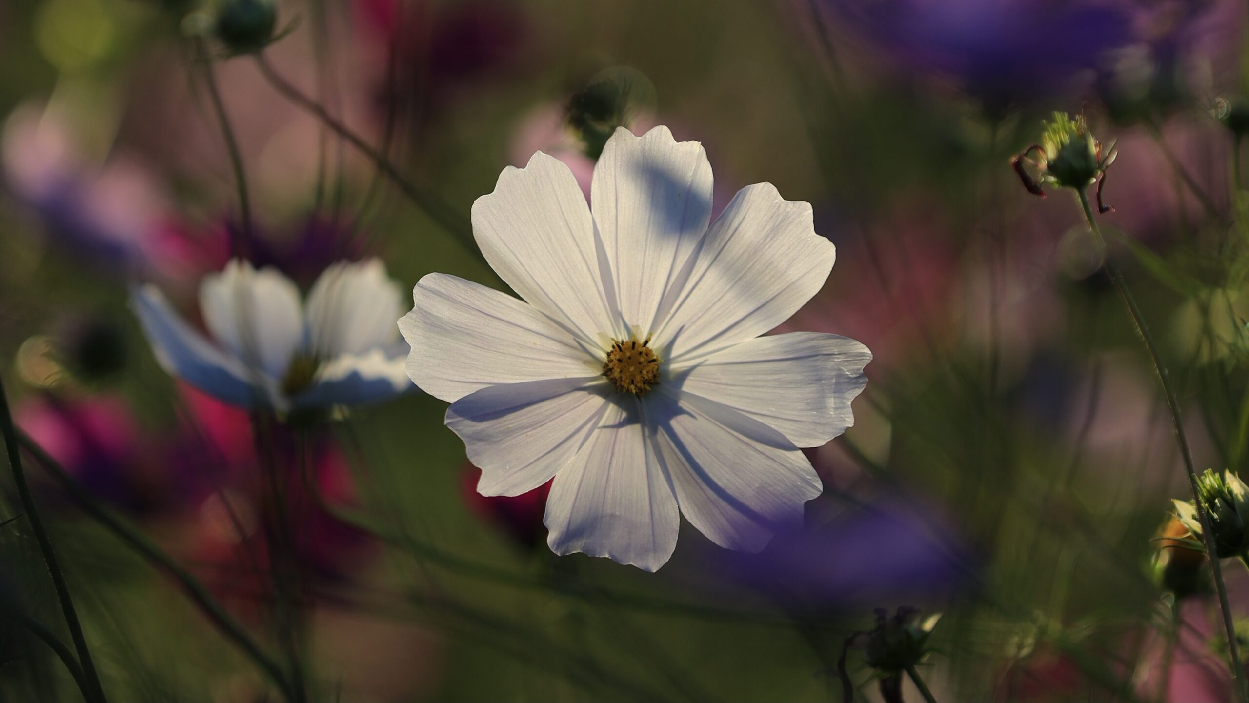 下小坂コスモス畑