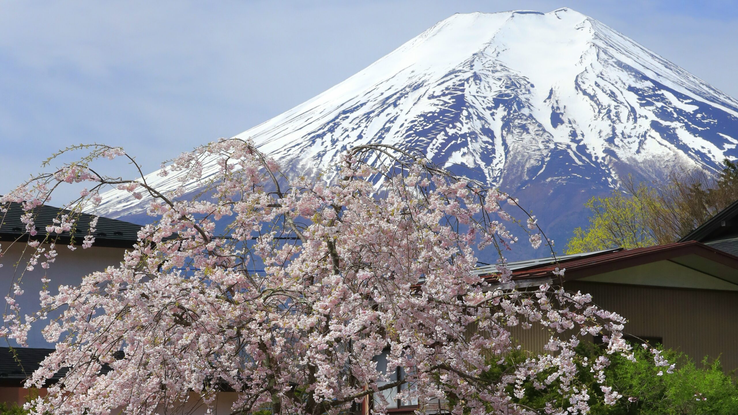 新名庄川の桜｜富士山と川の流れが織りなす静かな春の風景