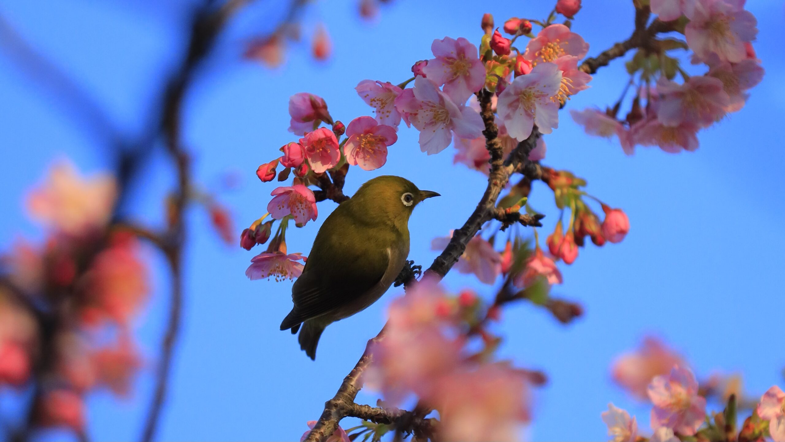 汐入公園（東京・荒川区）｜隅田川沿いの桜と東京スカイツリーが楽しめる穴場スポット