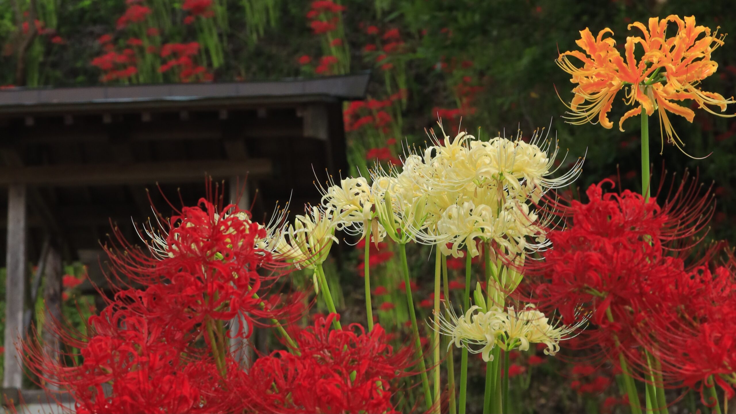 城山公園（茂木町）