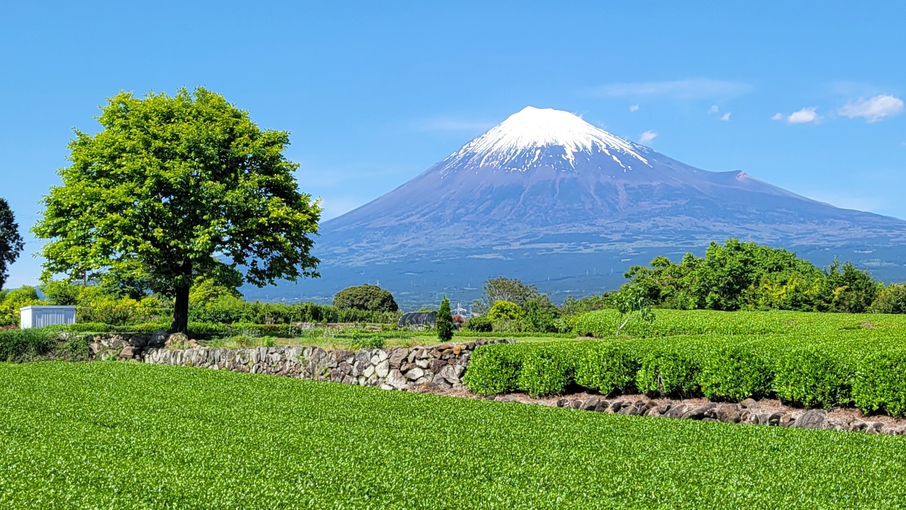 富士市岩本の茶畑｜富士山と緑の茶畑を楽しめる静岡の撮影スポット
