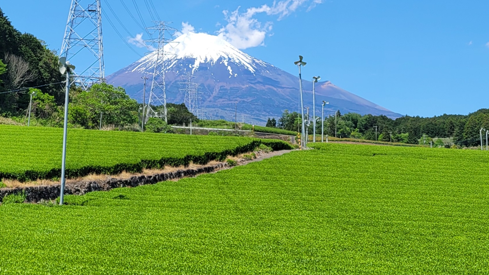 大淵周辺の茶畑｜富士山と緑の茶畑を望む静岡・富士市の撮影スポット
