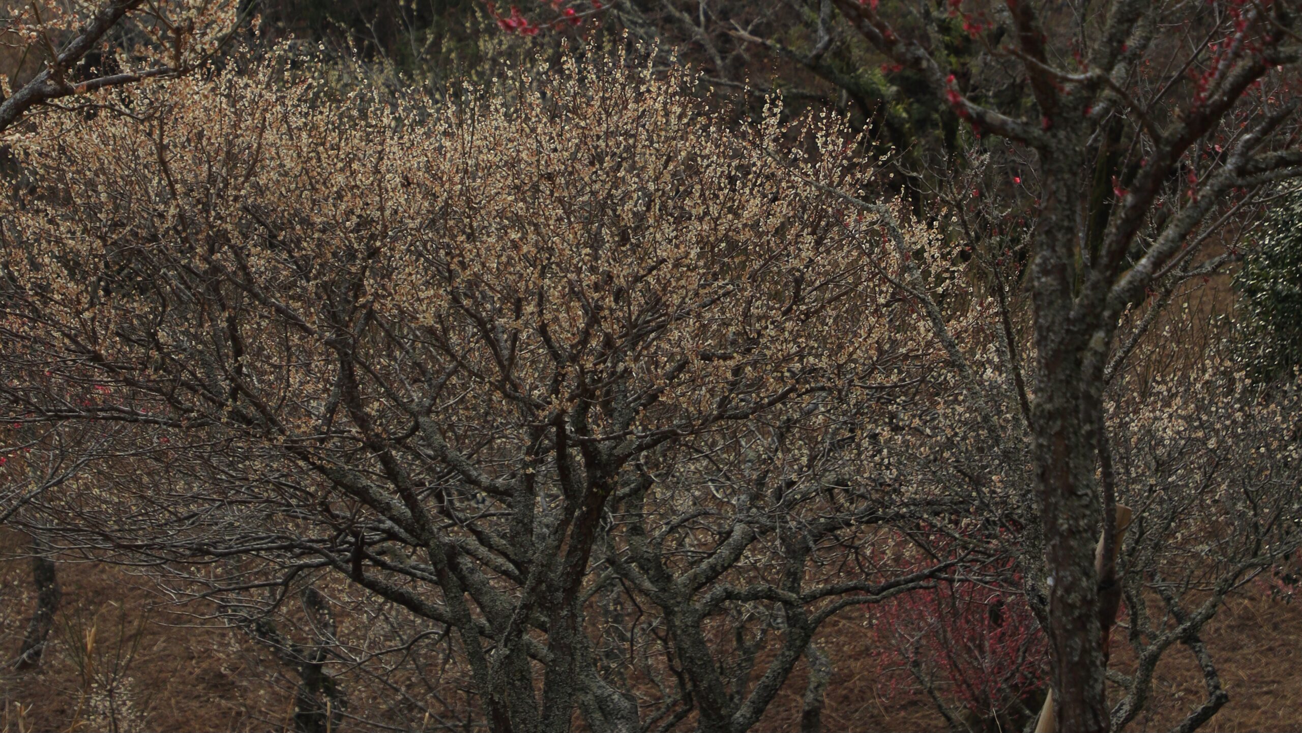 修善寺梅林｜伊豆市の梅名所・約1,000本の紅白梅が咲く早春スポット