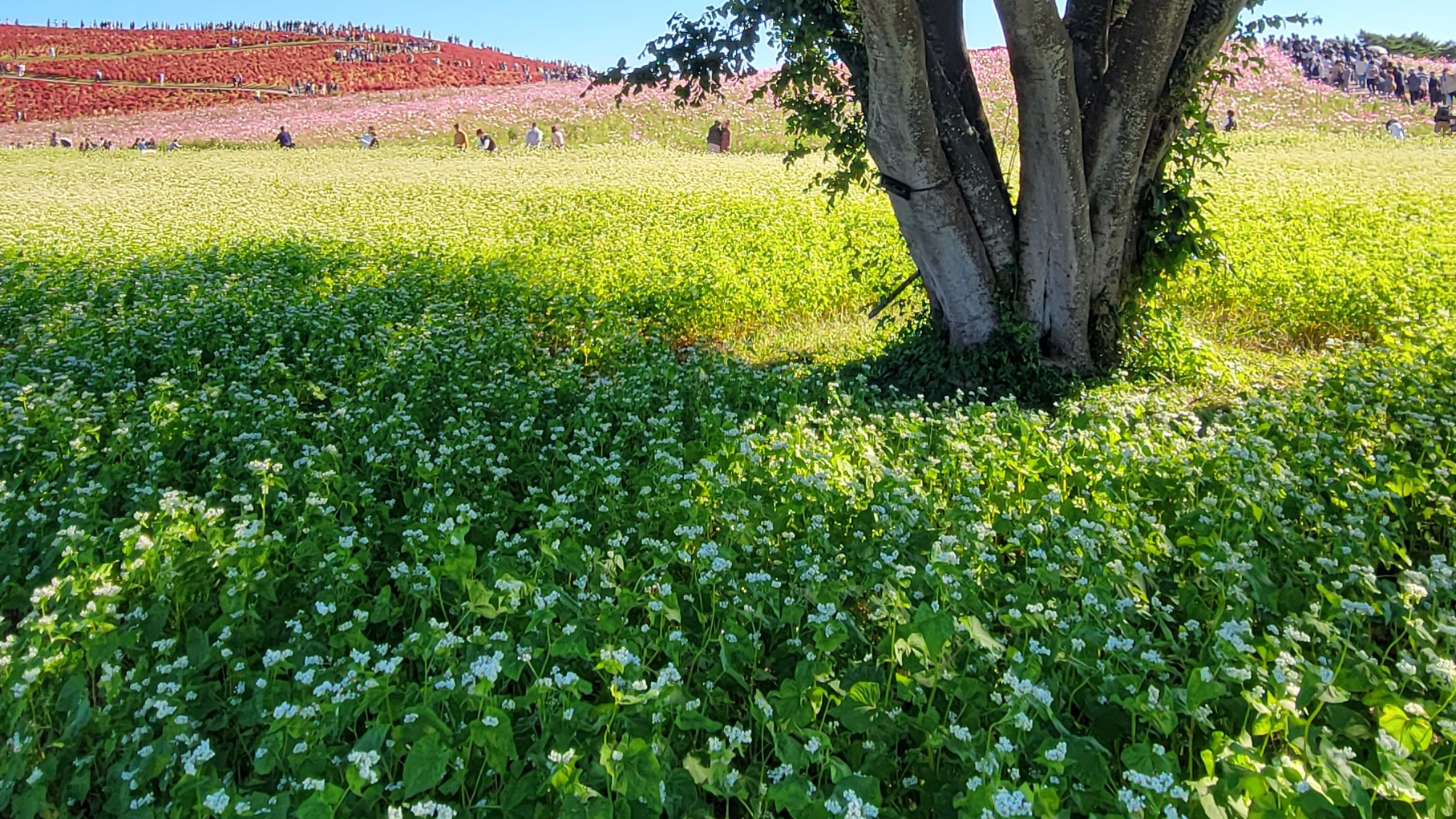 秋を彩る蕎麦の花：白く咲き誇る畑の絶景