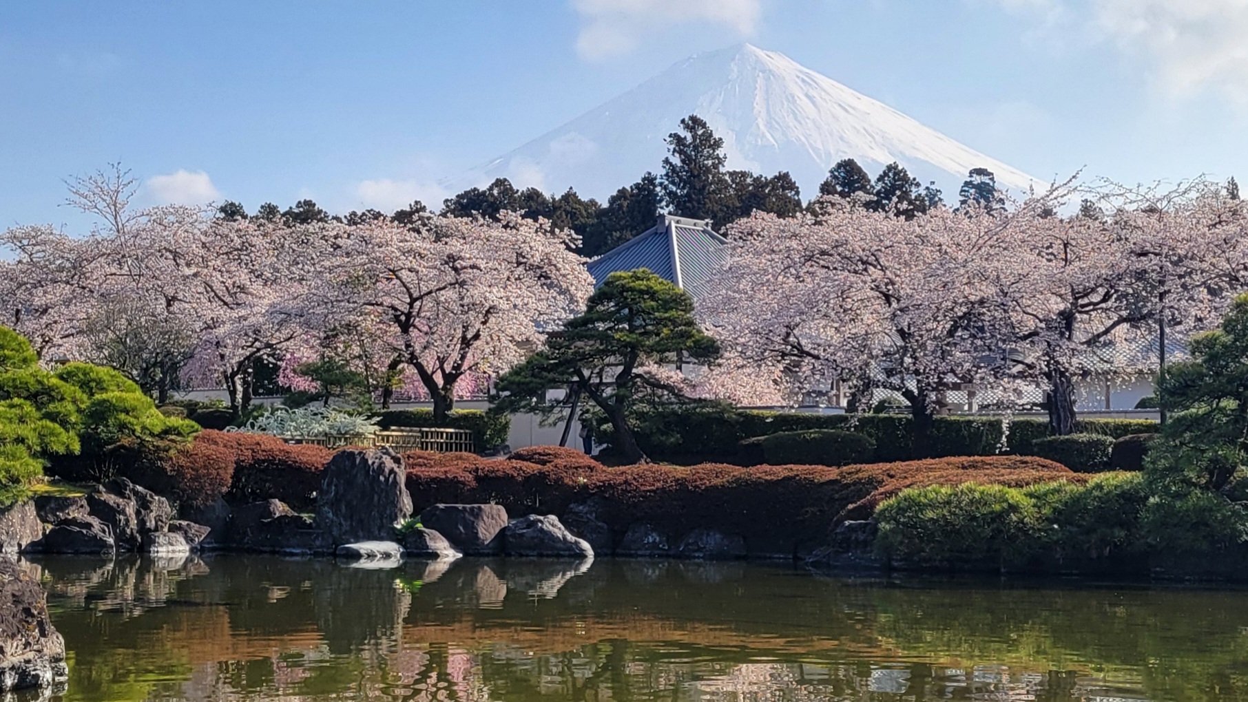 大石寺の桜｜富士山と歴史建築が織りなす春の絶景撮影スポット