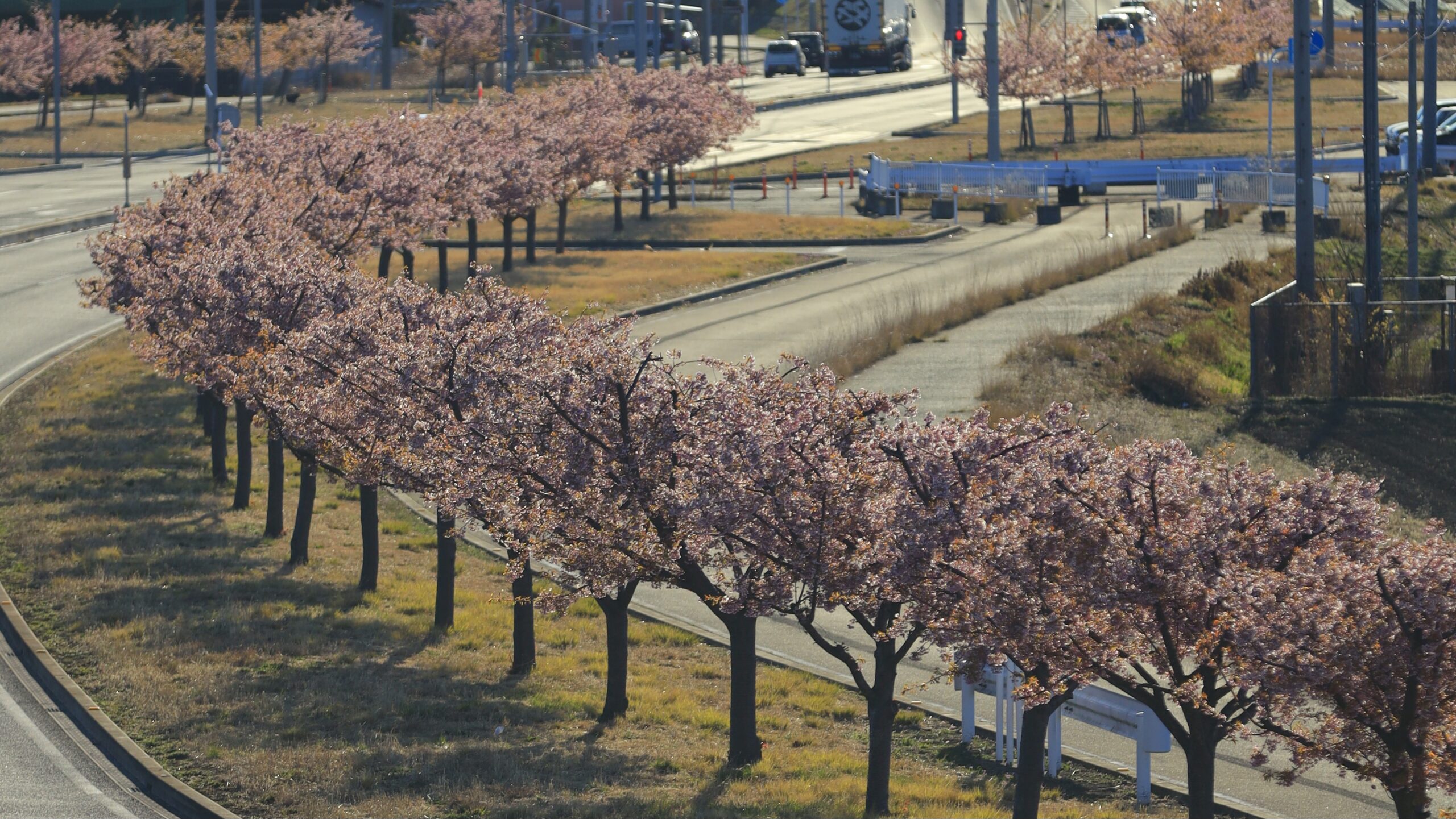 玉村町の河津桜並木｜朝焼けと桜並木を撮影できるおすすめ撮影スポット
