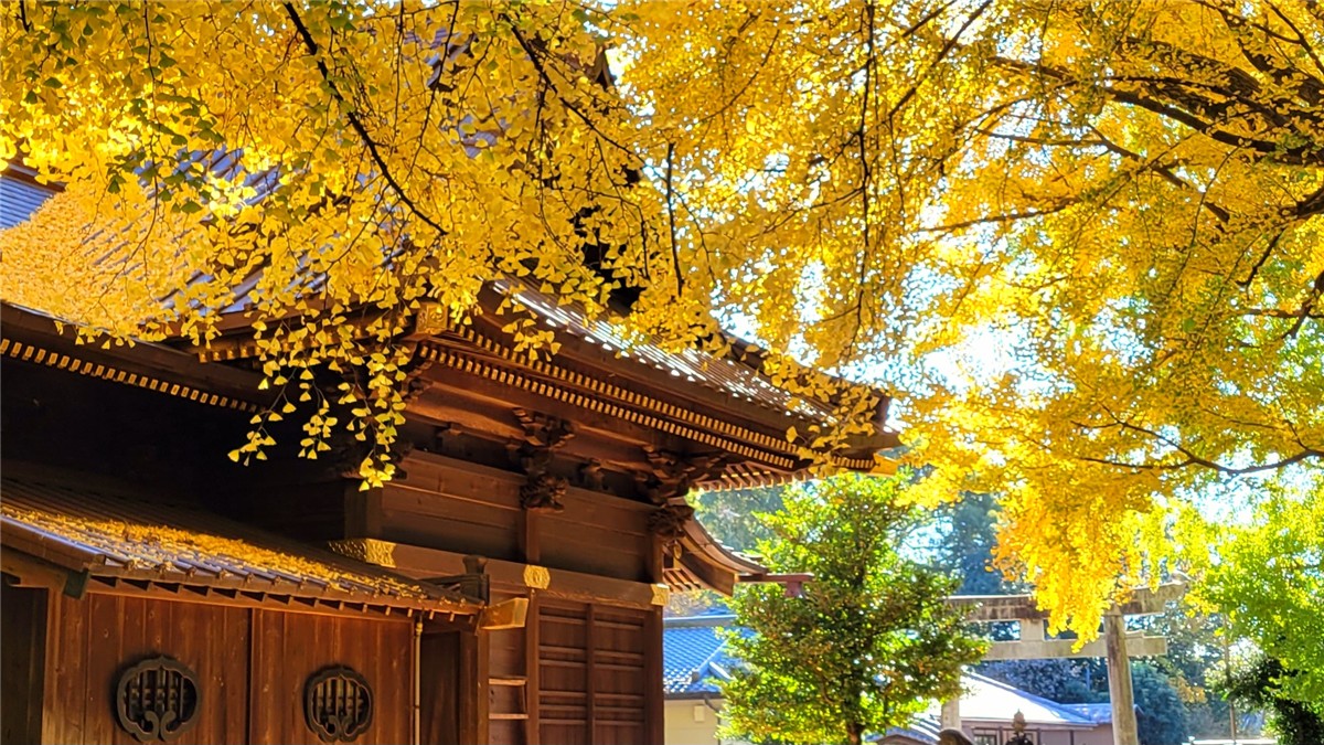 玉敷神社の絶景