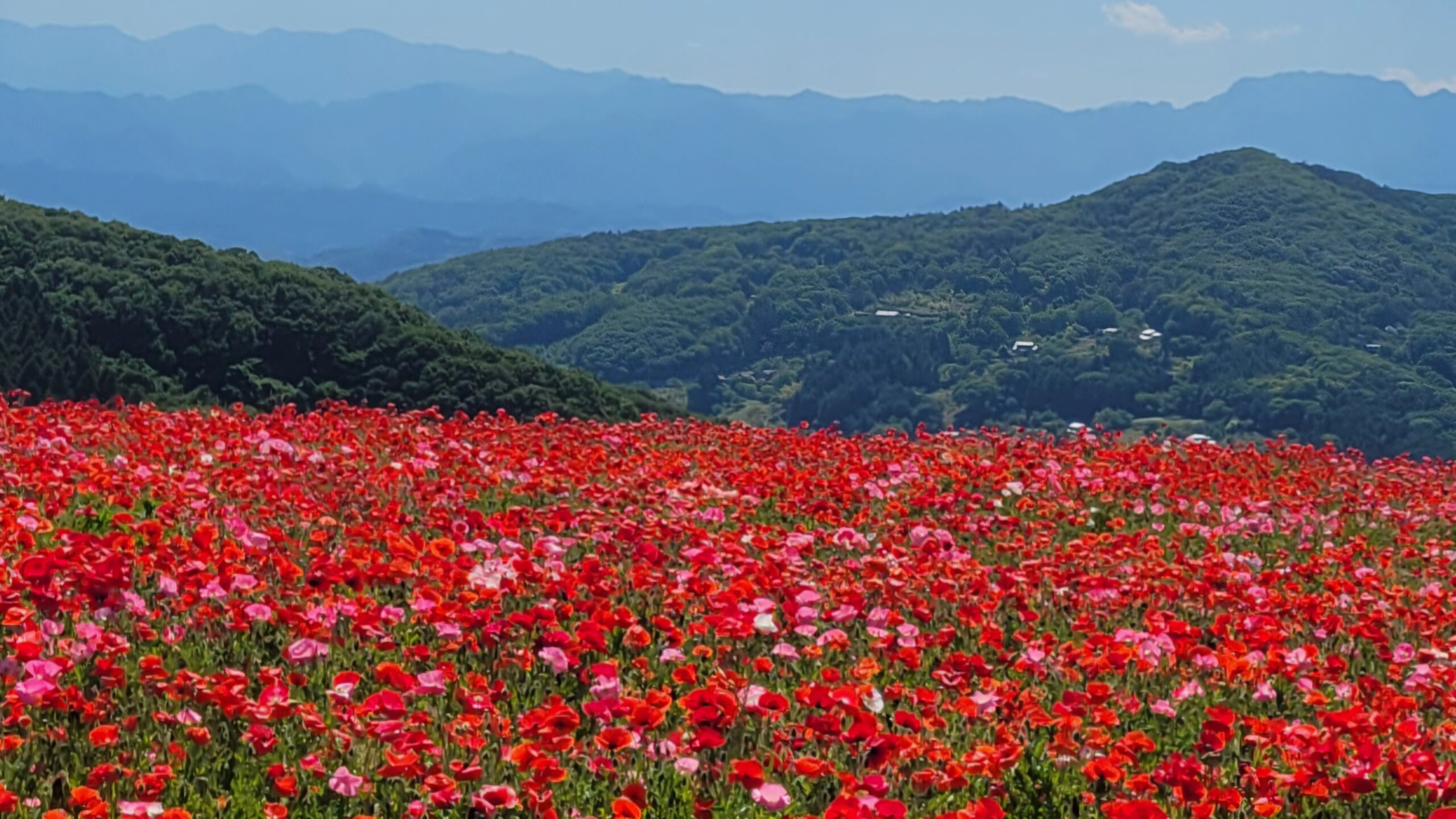 天空のポピー｜秩父高原に広がる赤いポピー畑と初夏の絶景風景