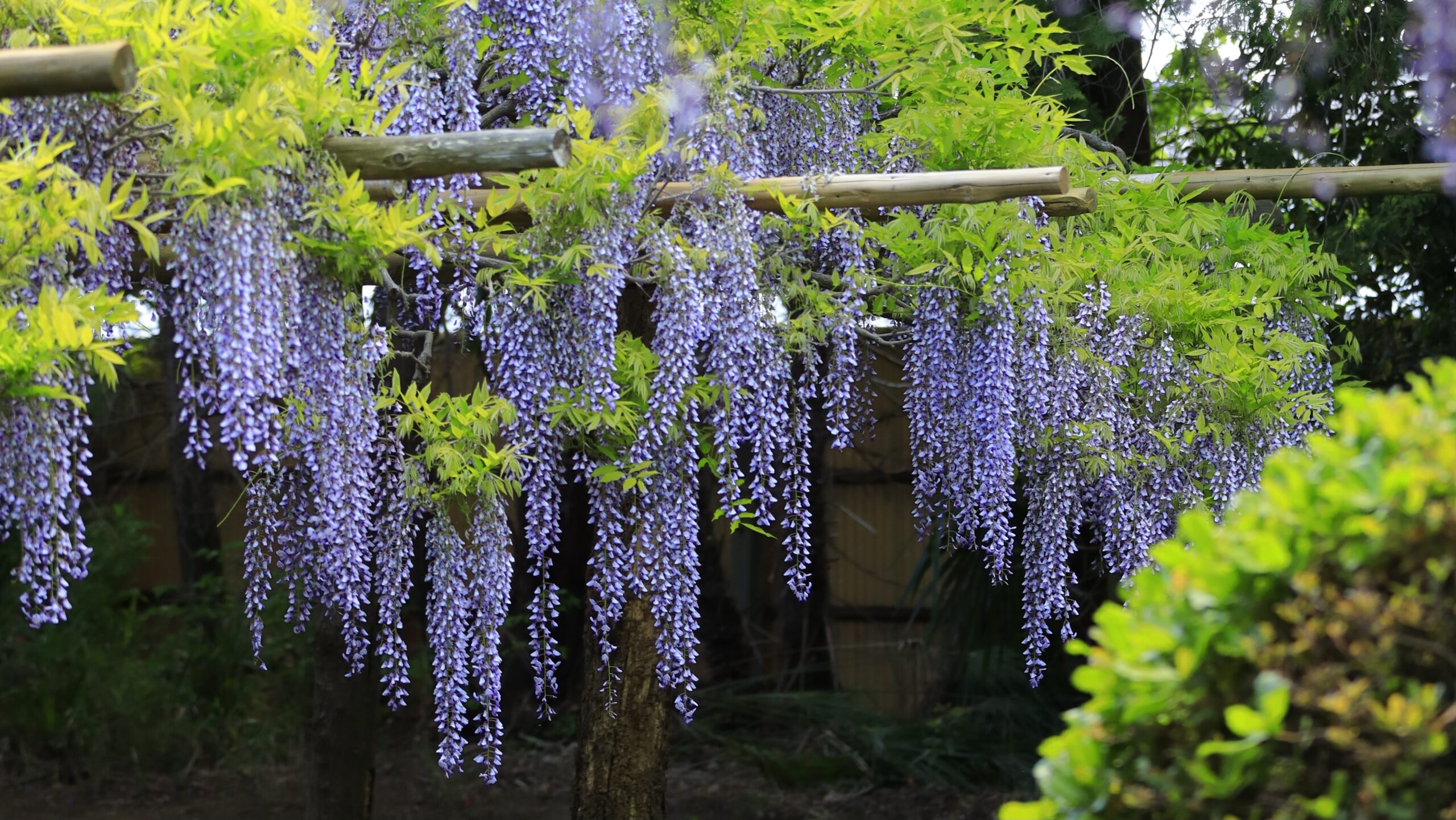 Wisteria at Ushijima in Fujikanen｜Spectacular spring scenery of age-old wisteria flowers in Kasukabe