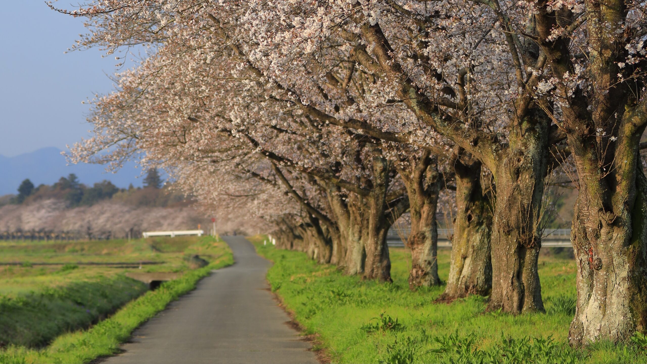 都幾川桜堤｜川沿いに続く桜並木の絶景撮影スポット