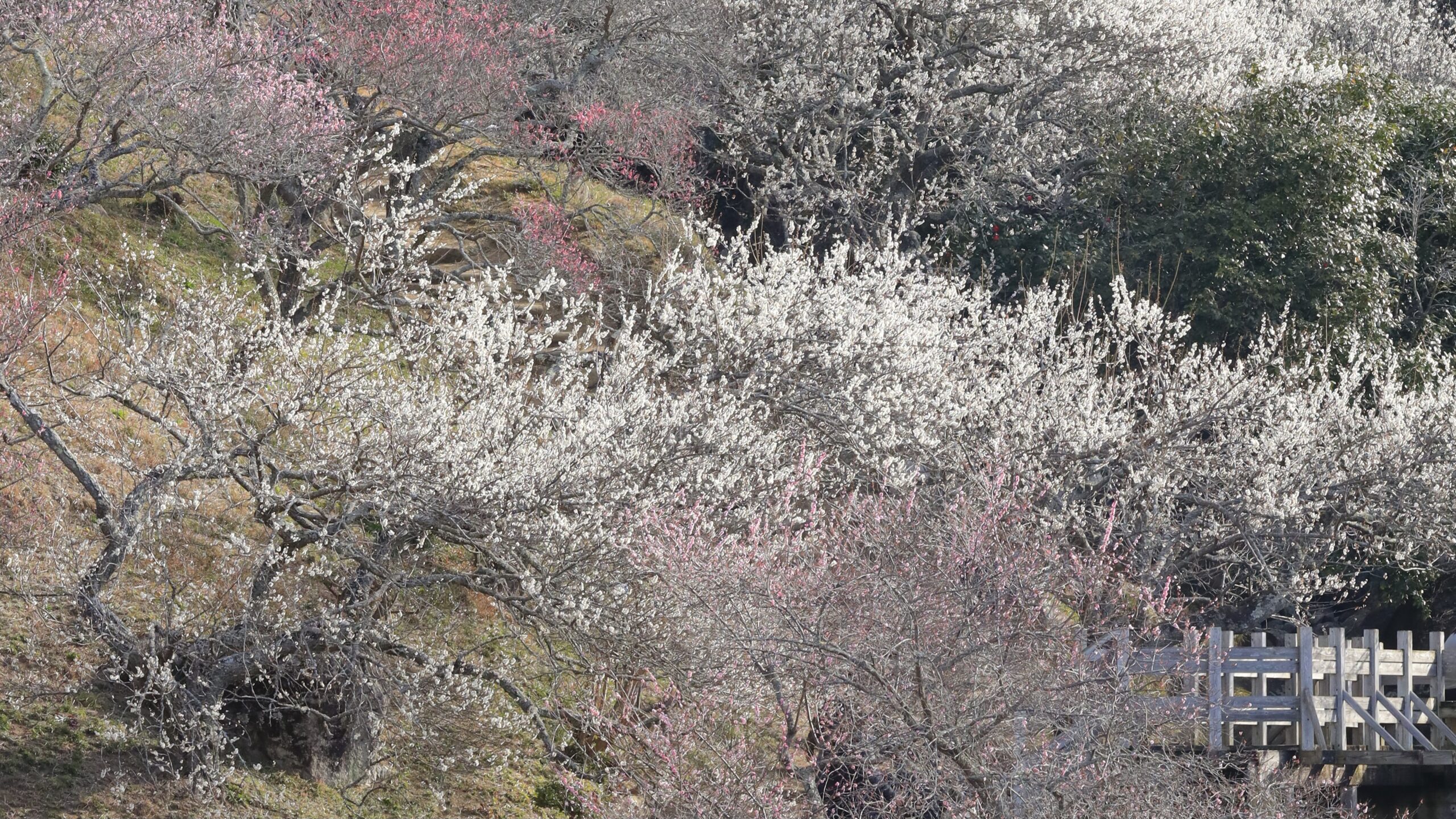 筑波山梅林｜高台から広がる梅林と関東平野を望む春の名所