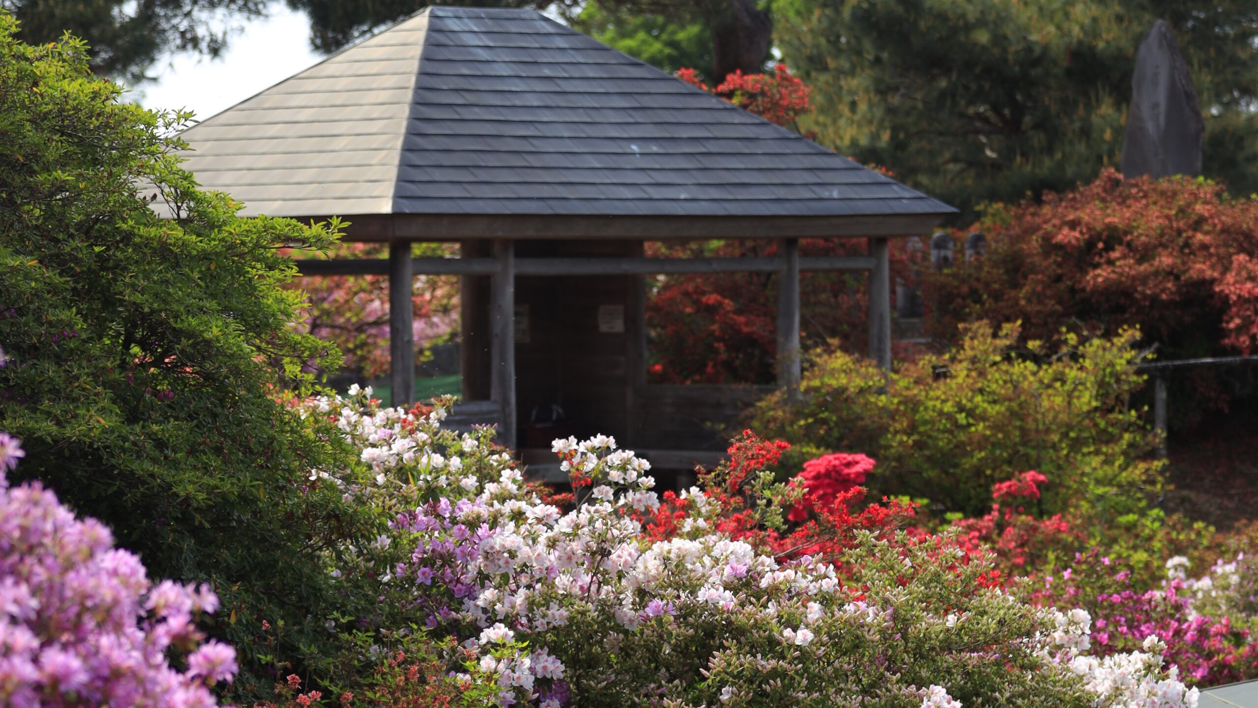 Azalea at Tsutsujigaoka Park｜A spectacular spring flower spot that adorns Tatebayashi