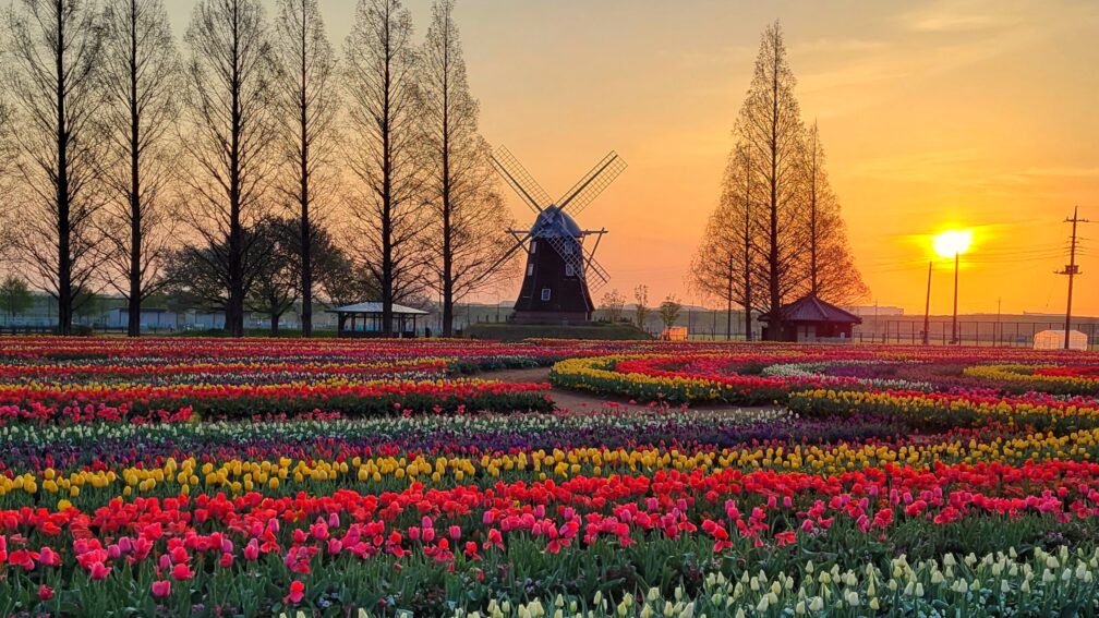 Spectacular view of tulips