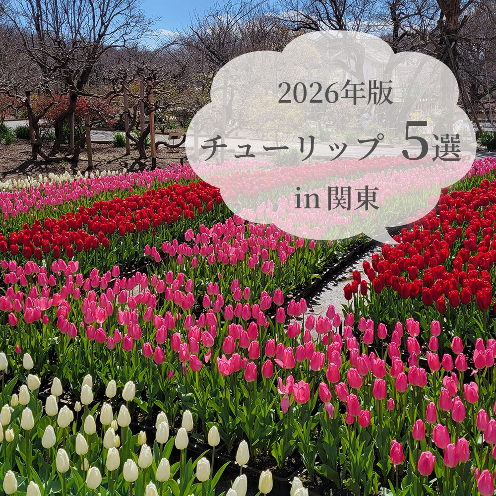 関東チューリップ5選