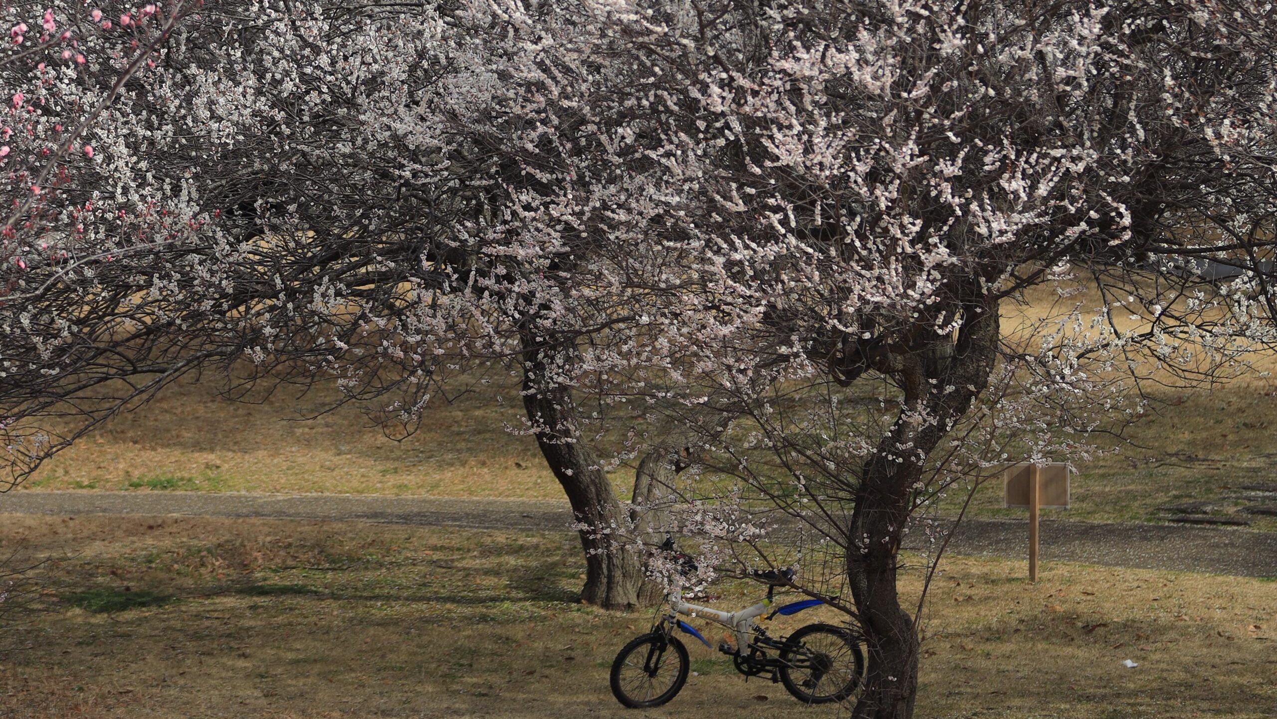 梅園公園（つくば市）｜静かな公園で楽しむ春の梅の隠れた名所