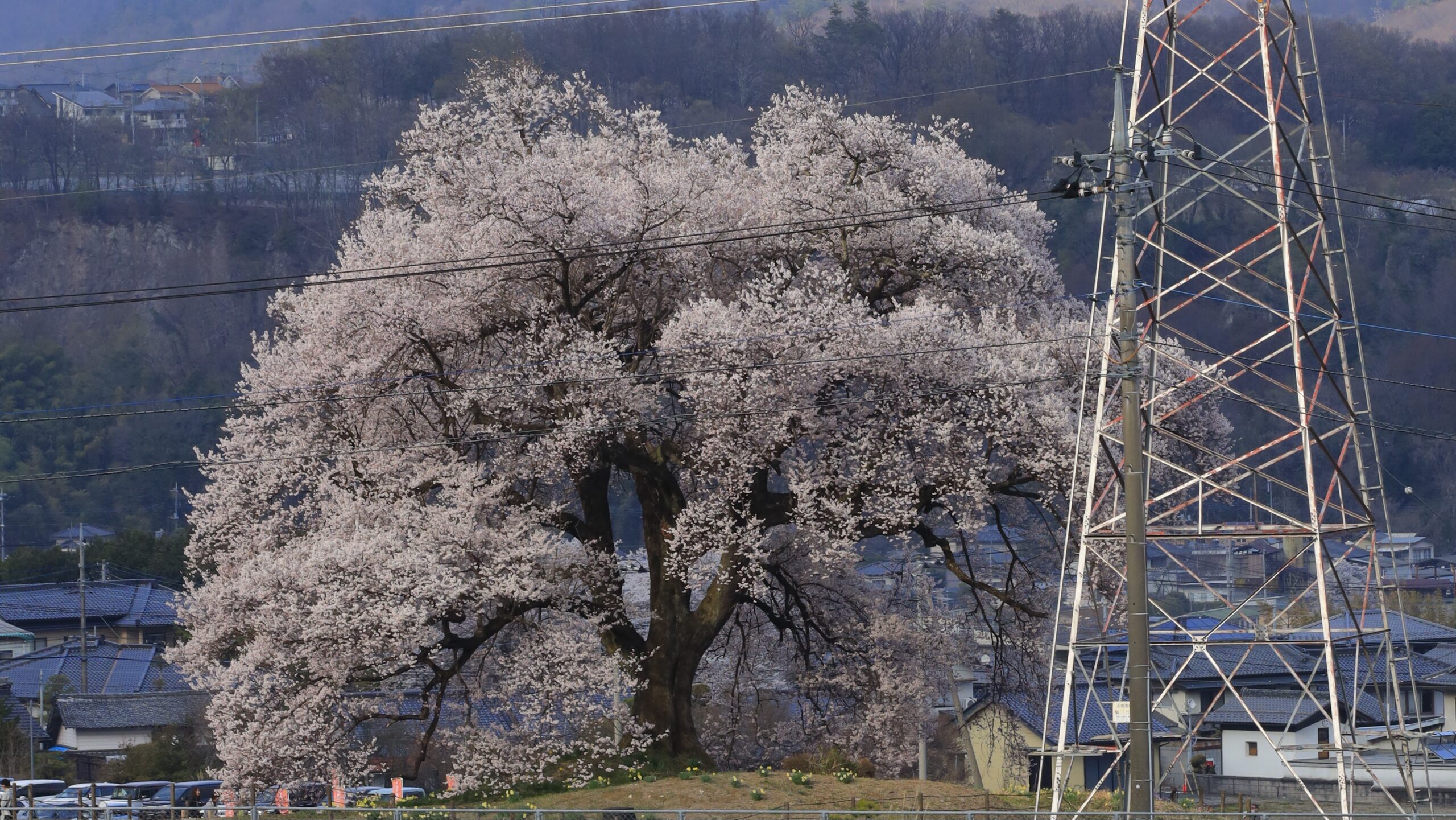 わに塚のサクラ｜ぽつんと佇む一本桜の絶景撮影スポット