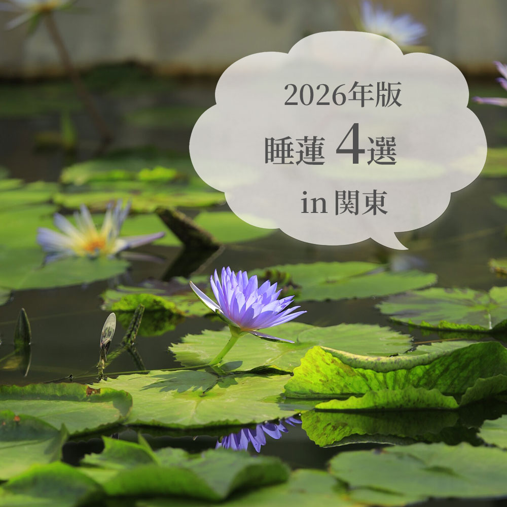 睡蓮4選