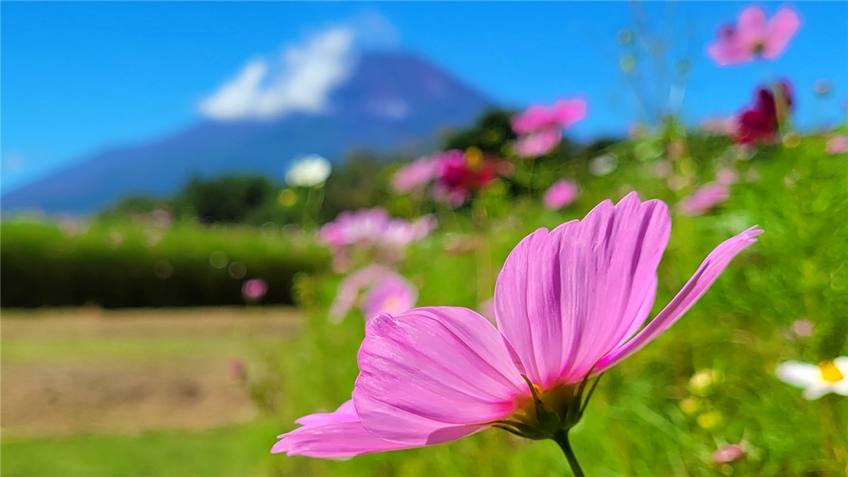 山中湖花の都公園の絶景