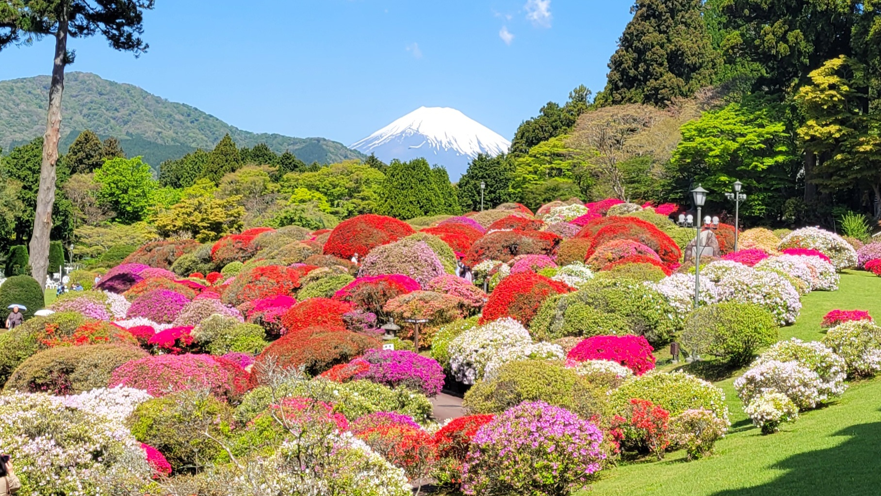 小田急 山のホテル｜箱根・芦ノ湖畔で楽しむつつじと富士山の絶景スポット